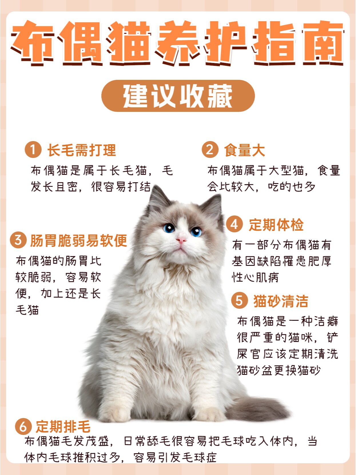 布偶猫的成长蜕变图图片