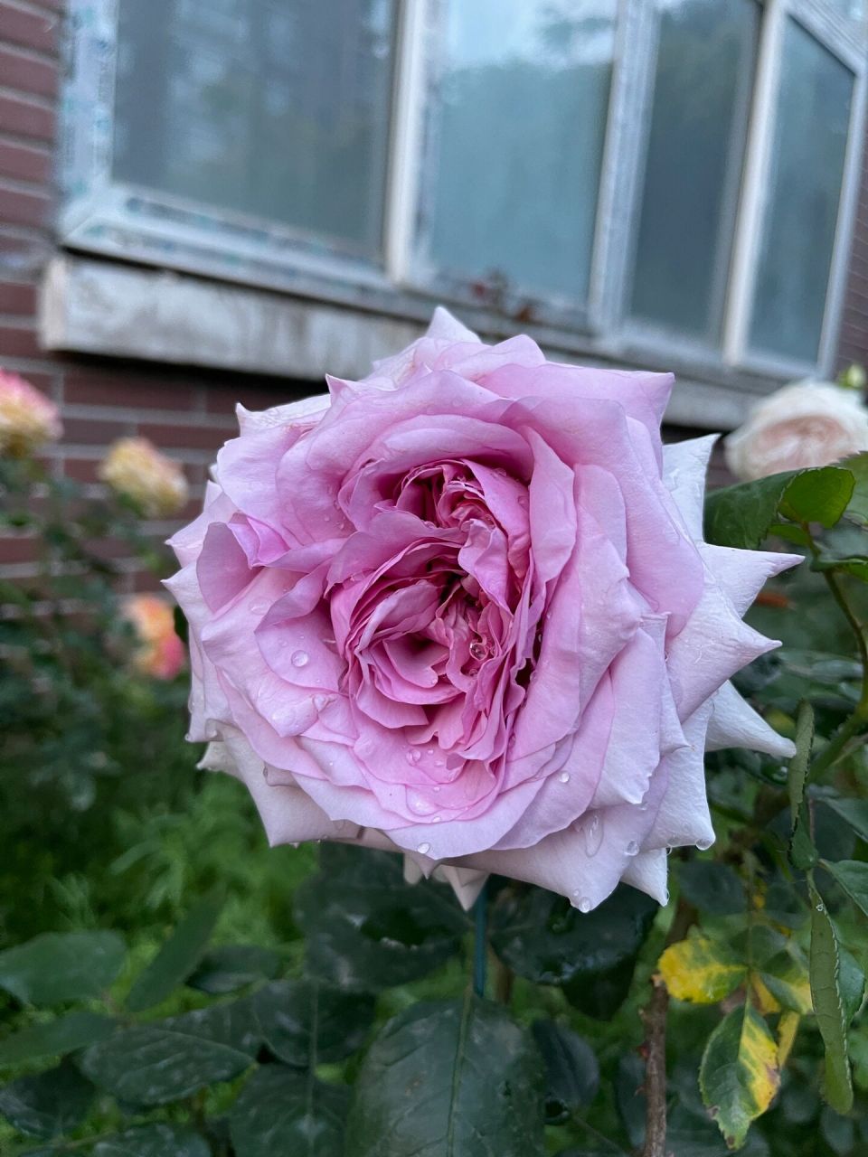 尼普荣耀月季全天各时段实拍 手机直出 今年最爱没有之一 完美的巨花