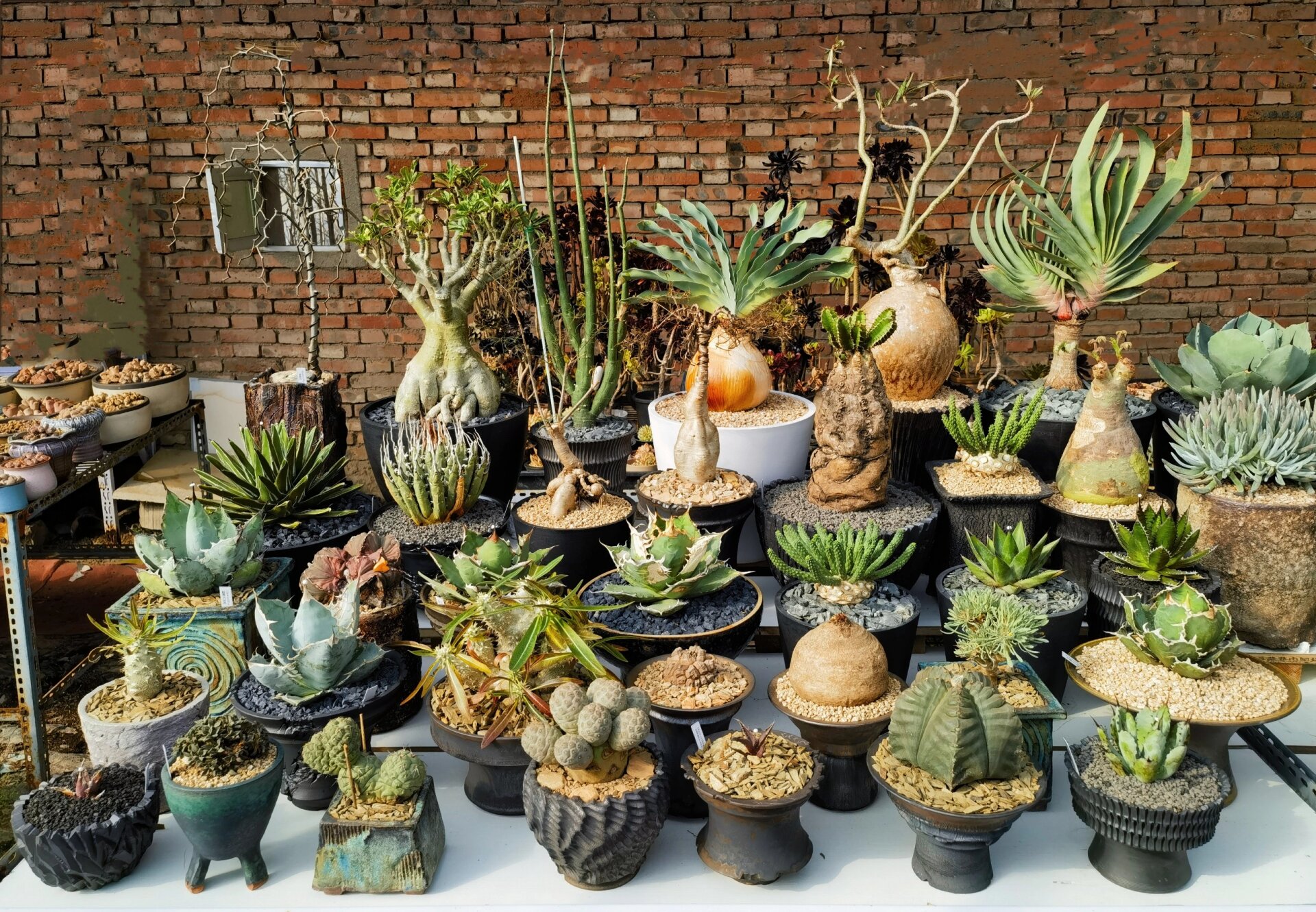 蓬莱岛大戟,手贱重新发根