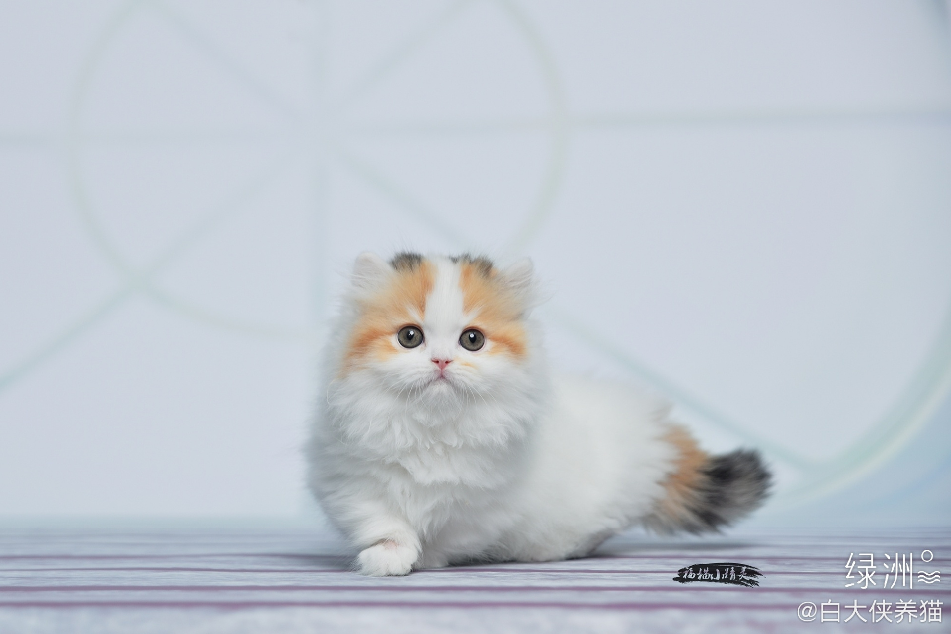 心动了吗? #米努特矮脚猫