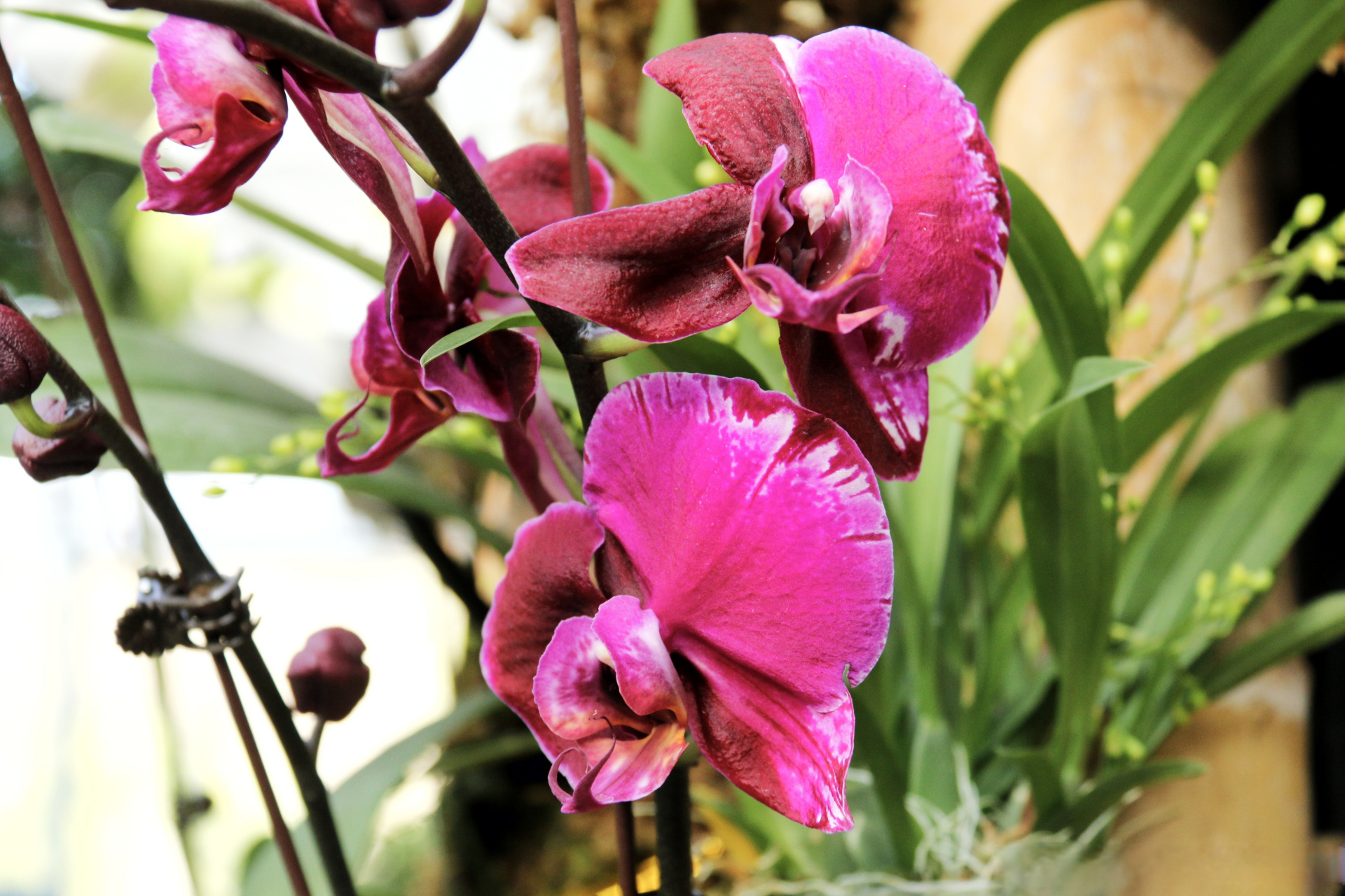 《兰花》【明】薛网  我爱幽兰异众芳,不将颜色媚春阳.