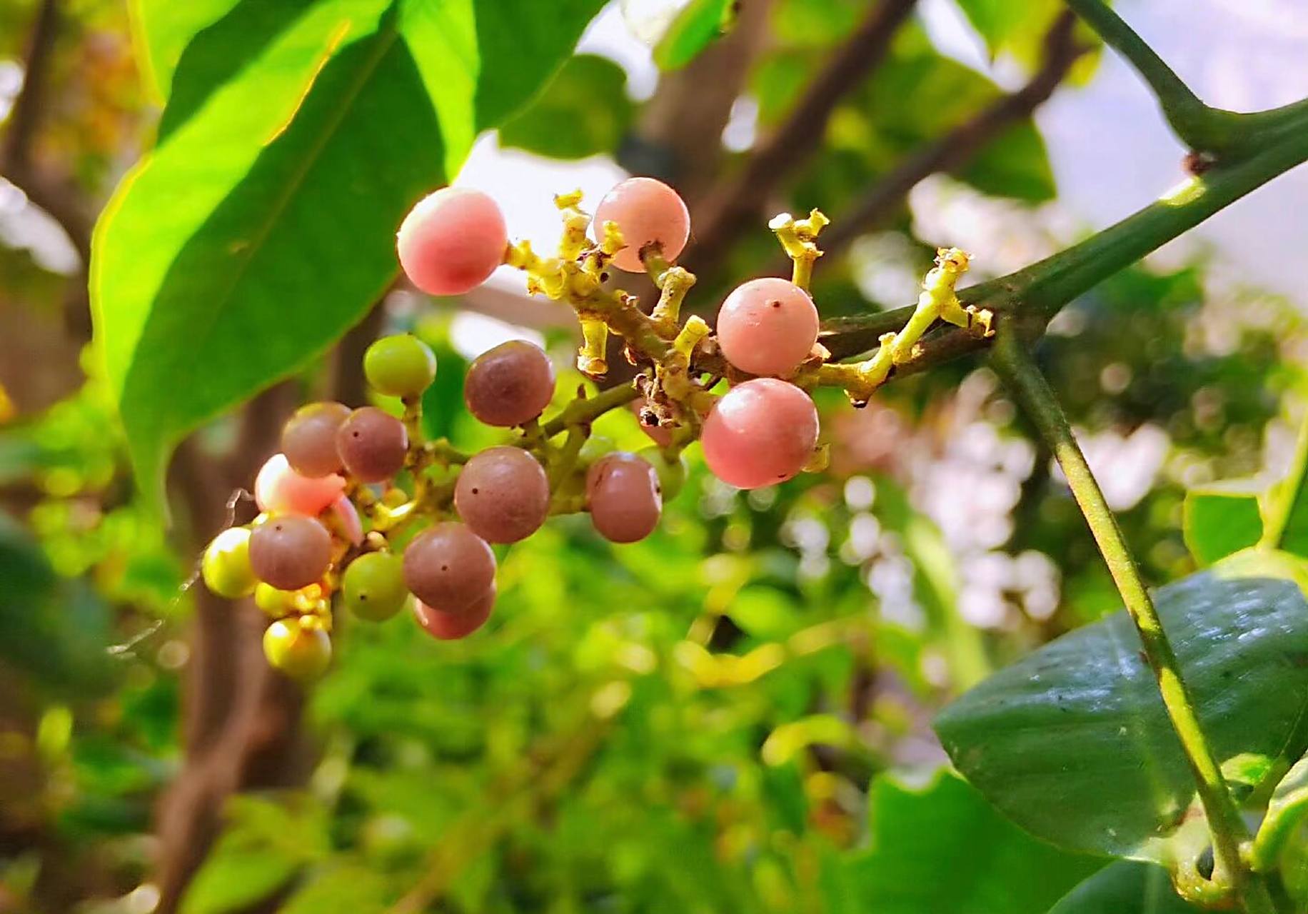 秋日野果|山小橘,晶莹剔透好吃又好看 秋天来了,大