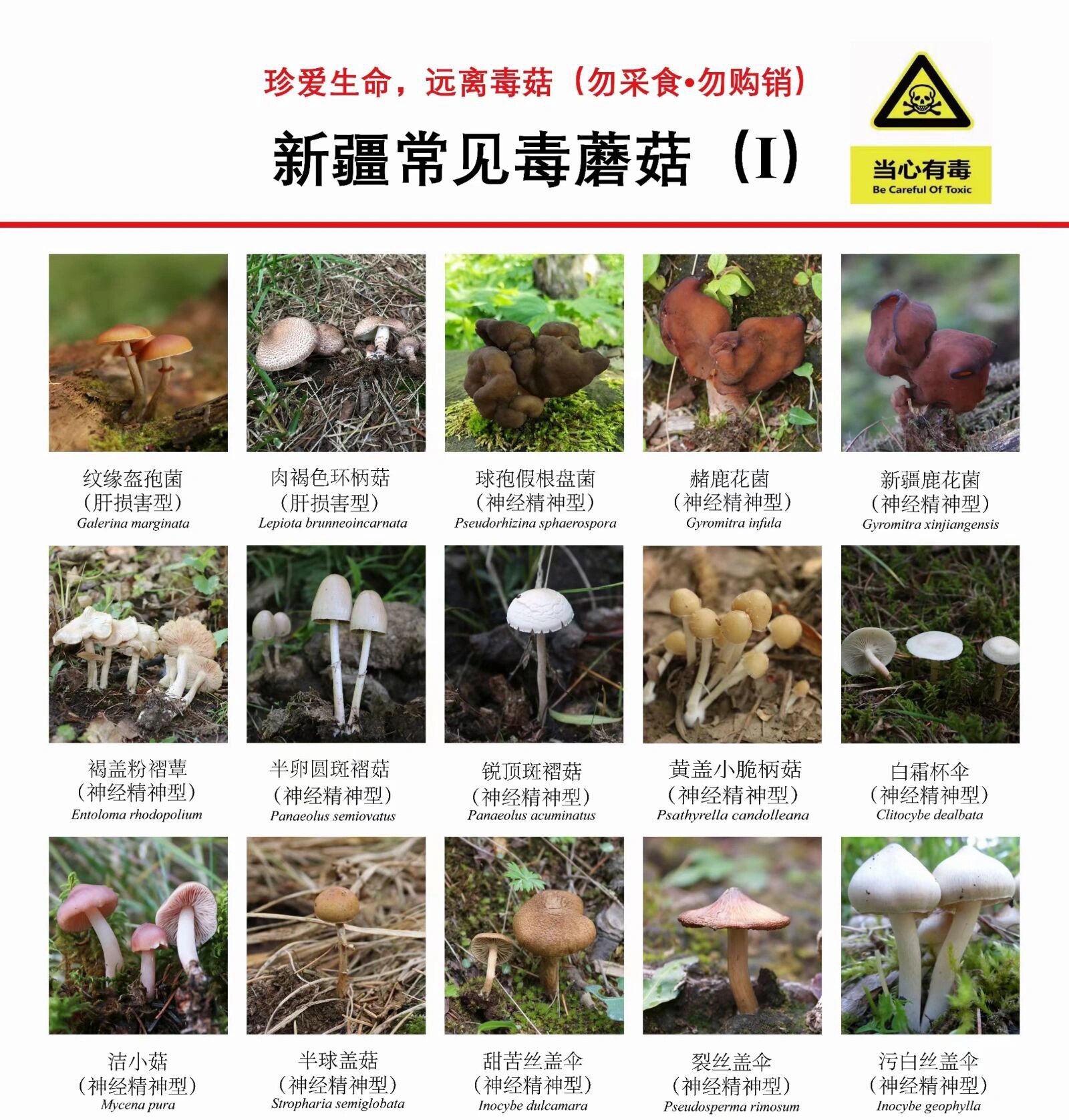 黄盖小脆柄菇不可食74新疆地区毒蘑菇图鉴9615