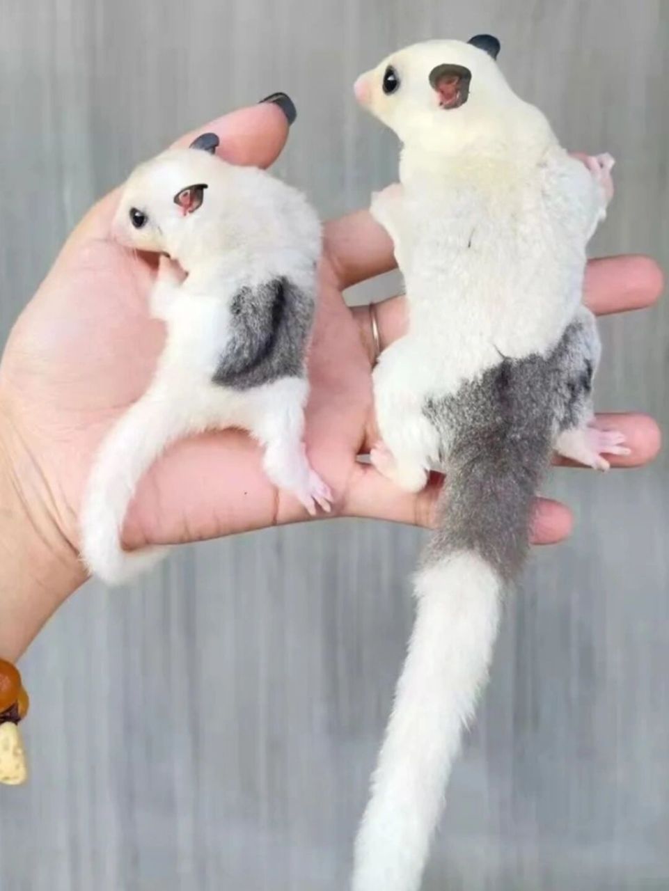 蜜袋鼯介绍 蜜袋鼯(mìdài wú)是一种有袋动物(有袋的温血动物像