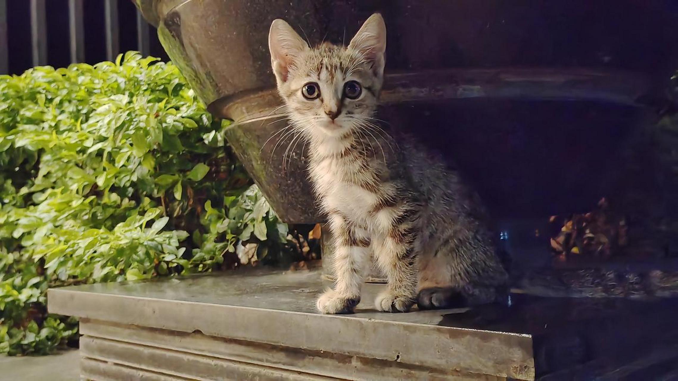 可爱的流浪猫