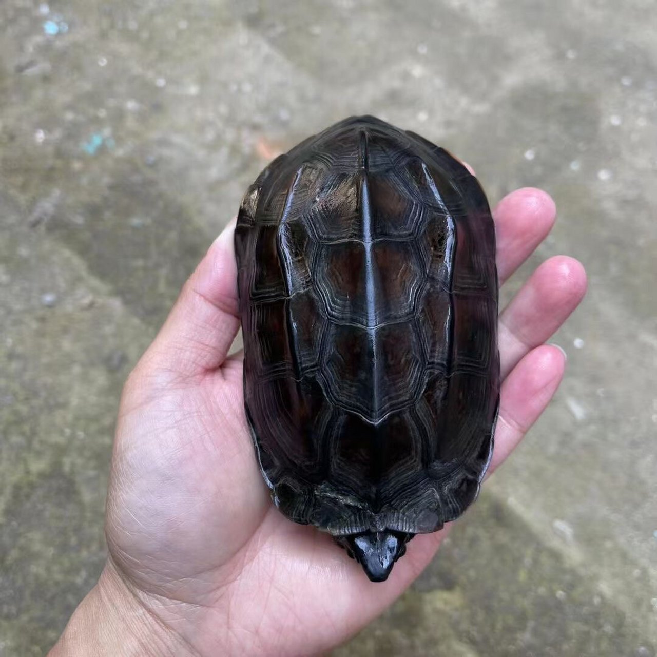 精品草龟墨龟鉴赏,最后两图有惊喜 精品草龟欣赏,每只都是精品,漆黑无