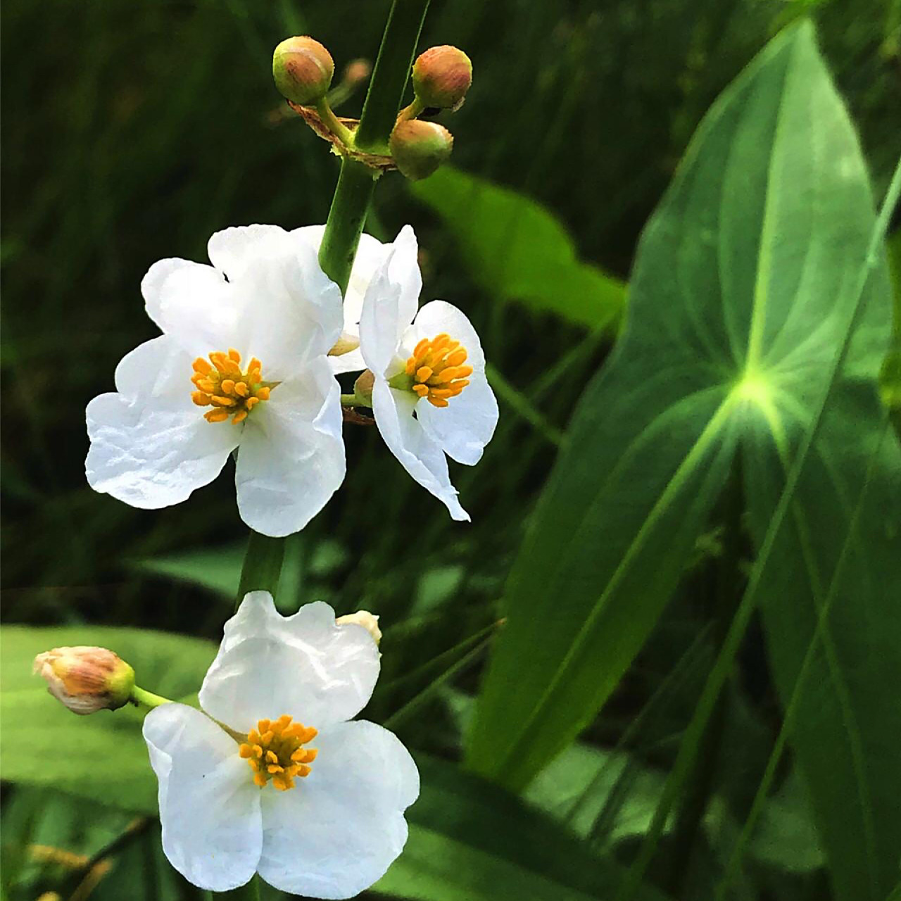 每日一花|慈菇 慈菇:多年生直立水生草本,根茎横生,叶具长柄,叶形变化