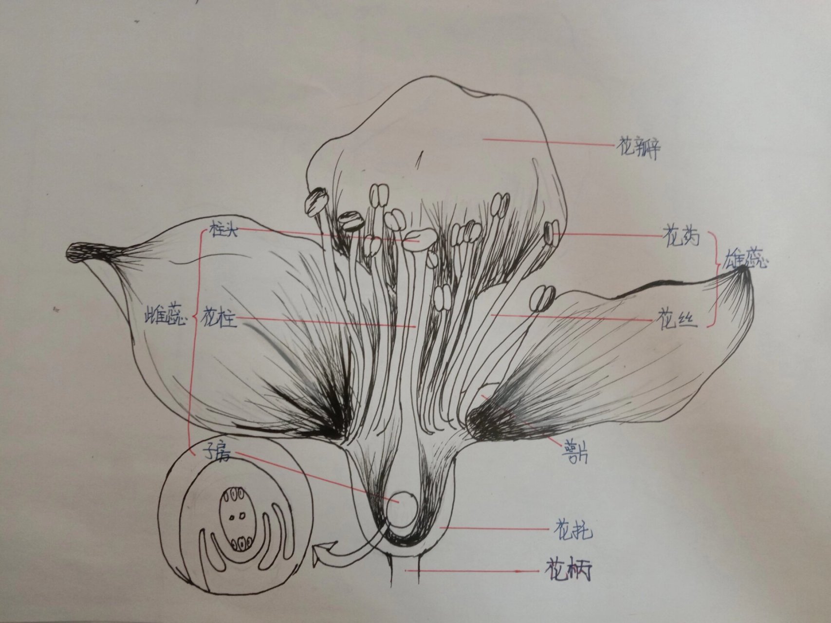 桃花的结构图