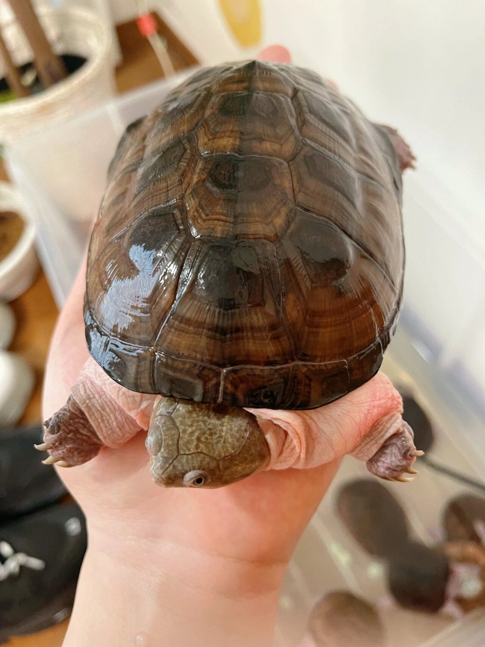 西非侧颈龟成体|西非味儿的99肉包砸07 好久不见～西非猪村长报到
