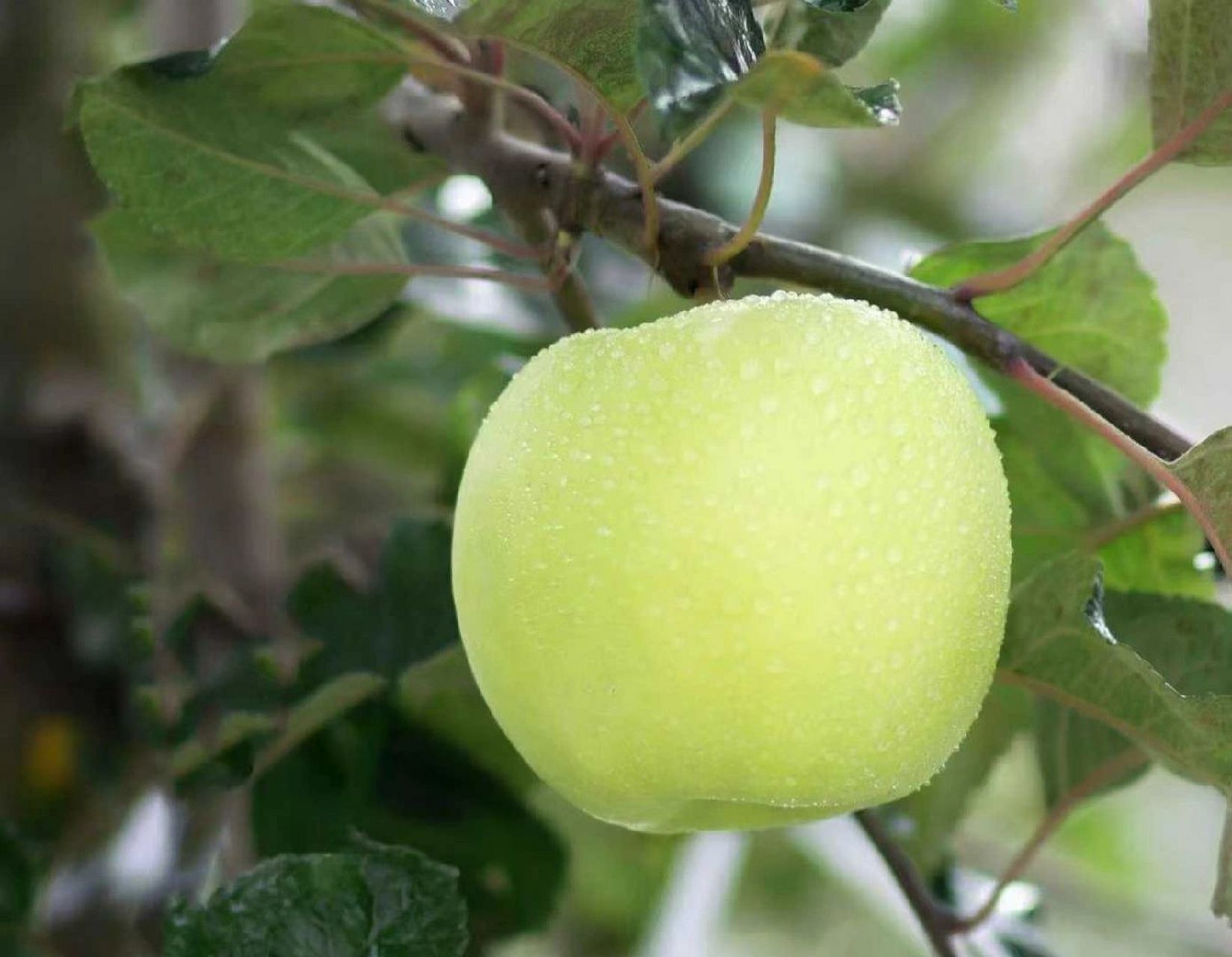国货之光~瑞雪 瑞阳苹果 一个苹果好不好吃,衡量标准不止是糖度,更
