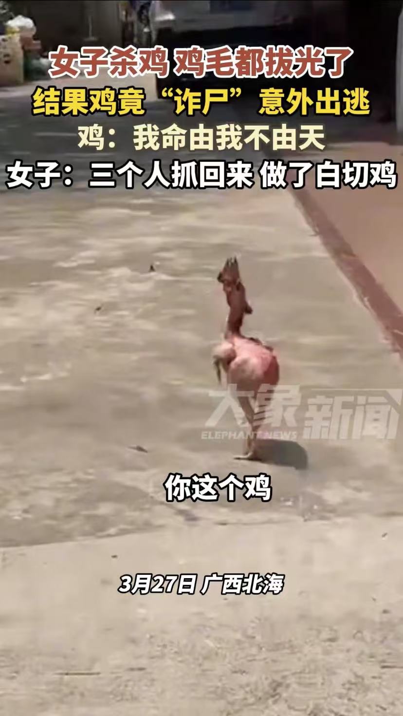 想象一下,那只被拔得一根毛都不剩的大公鸡,居然挣脱了绳子,奋力地