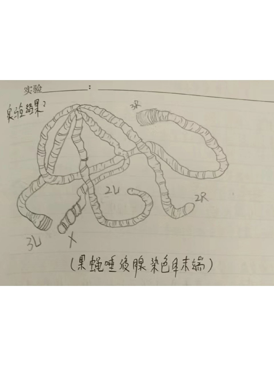 染色体手绘图图片