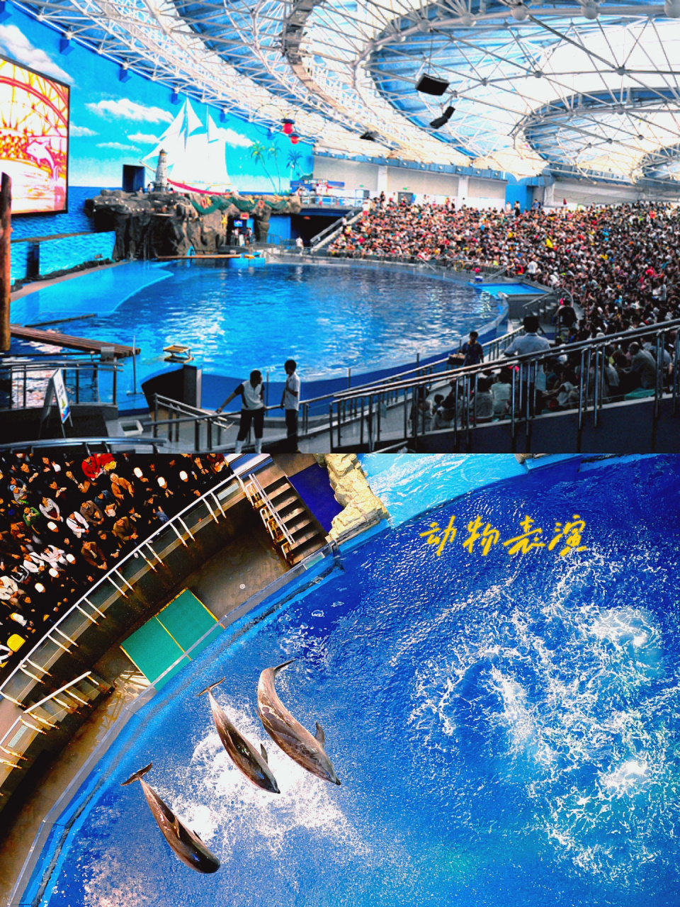 大连老虎滩海洋公园最全攻略(本地人带你玩) 99地址:连市中山区滨海