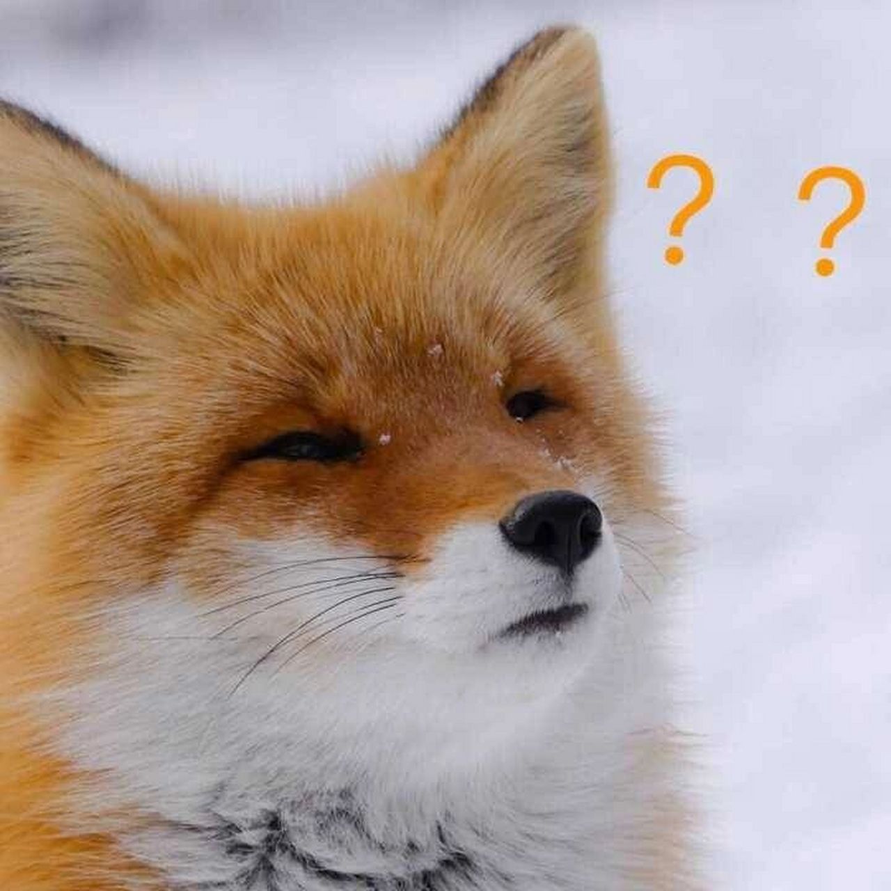 最近很火的狐狸表情图图片