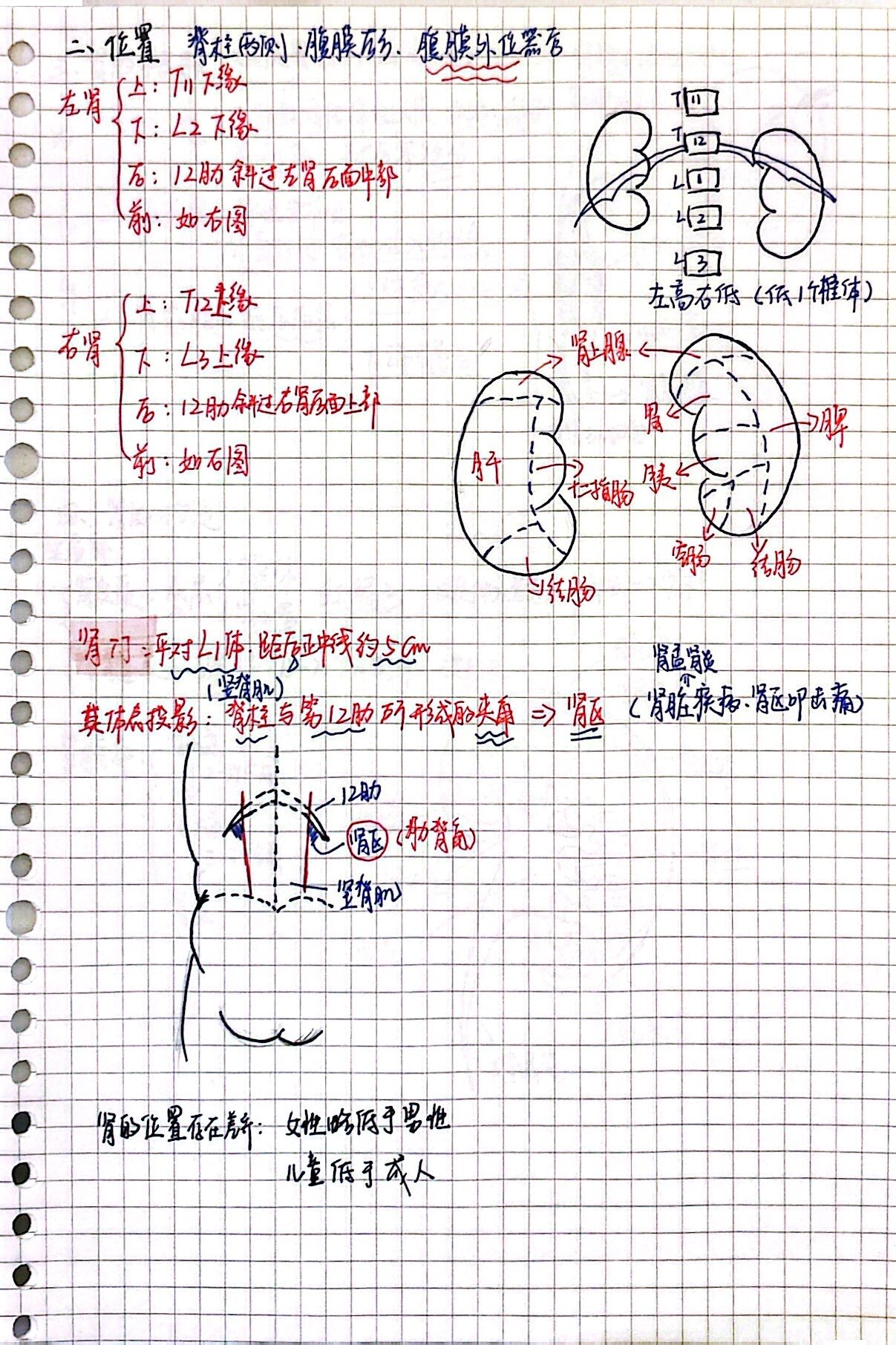 肾门体表投影为图片