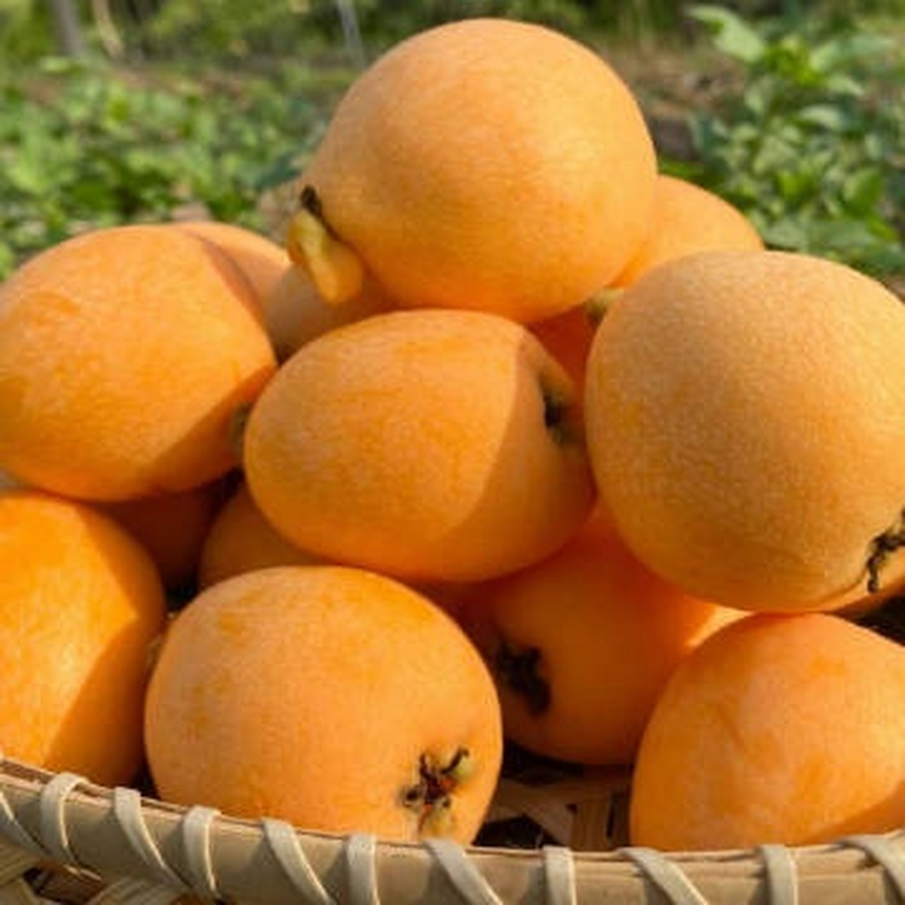 99】大五星枇杷中果24颗  上次线下买了4颗都要7块钱果肉细腻,个头大