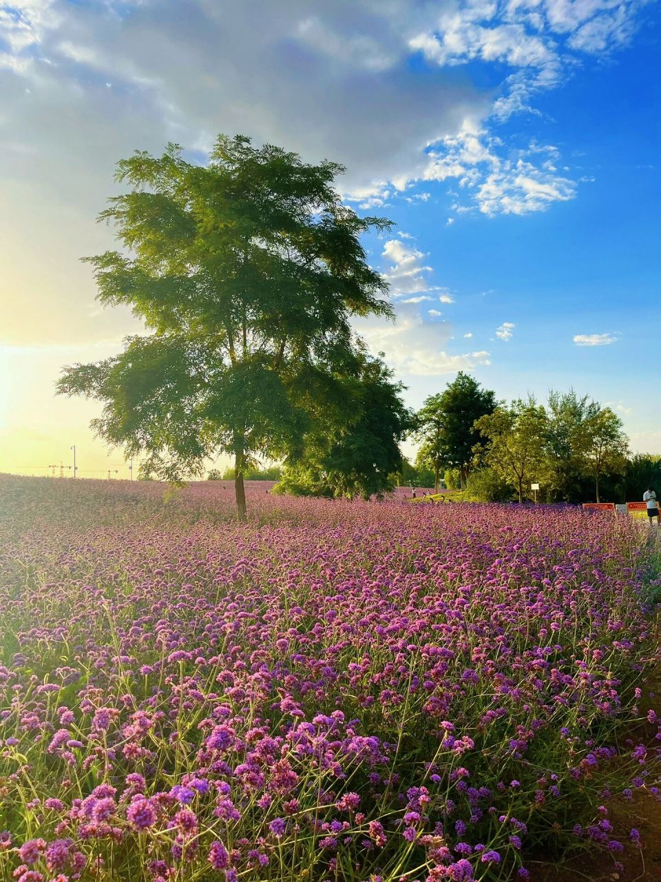 金昌紫金花海,浪漫且美好     来过很多次的花海,这一次又是不一样的