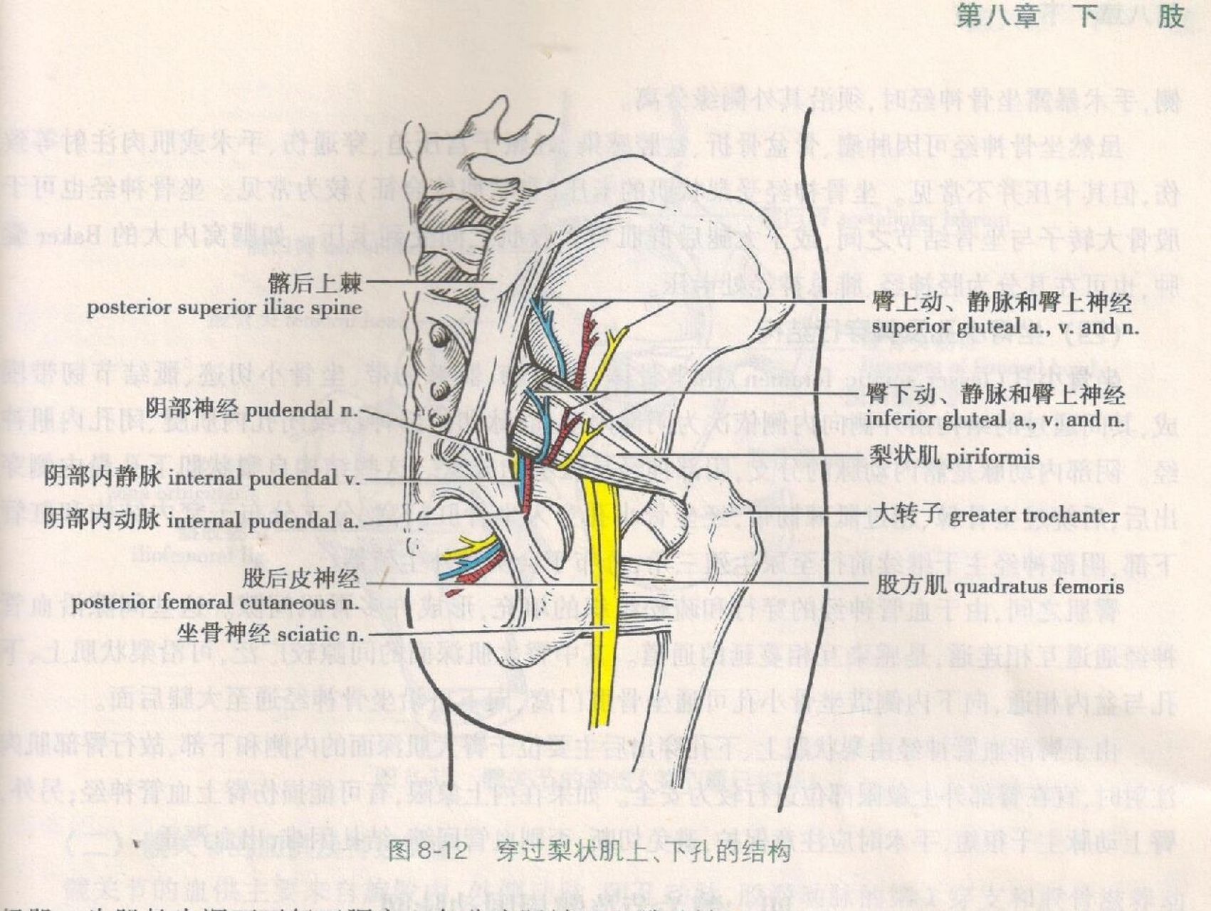 局部解剖学-隐静脉裂孔,股三角等 p1隐静脉裂孔— 又称卵圆窝,位于腹