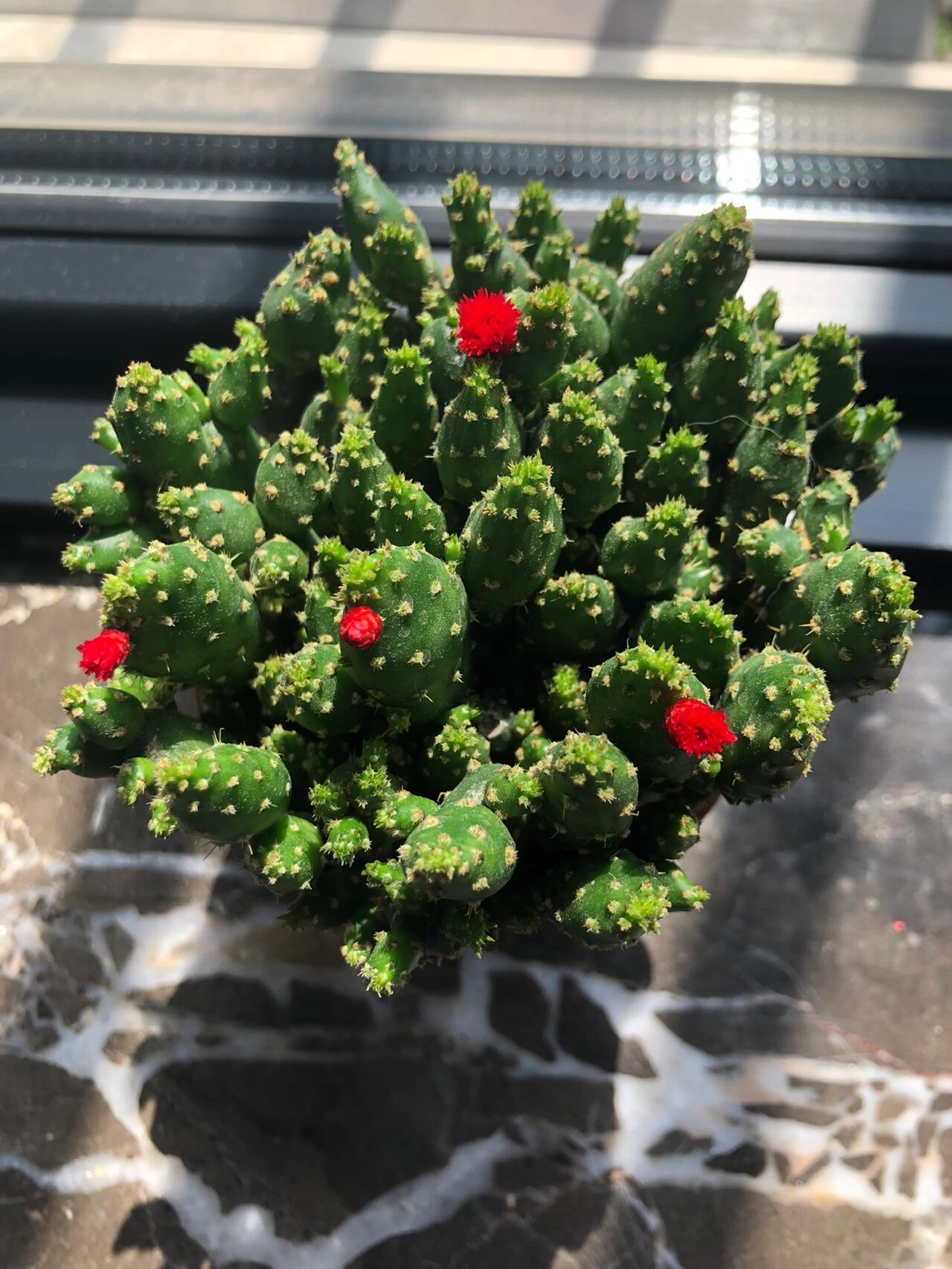 姬珊瑚不会开花花吗 原本看着漂亮的红花花买的 结果发现是插上去的