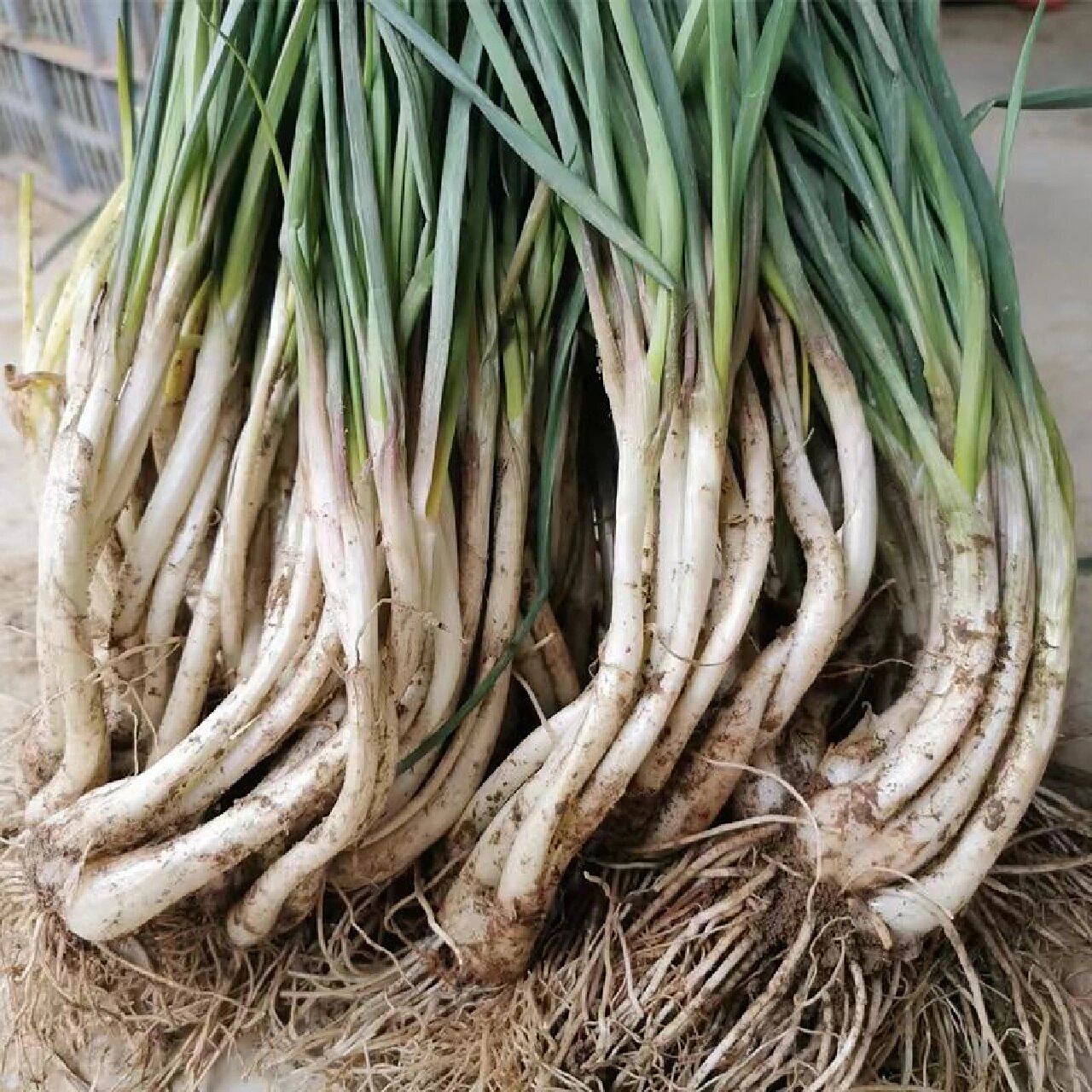 绝对好吃 | 新鲜现挖带叶嫩荞头 翠绿荞叶,嫩白荞头 	 香味十足,农家