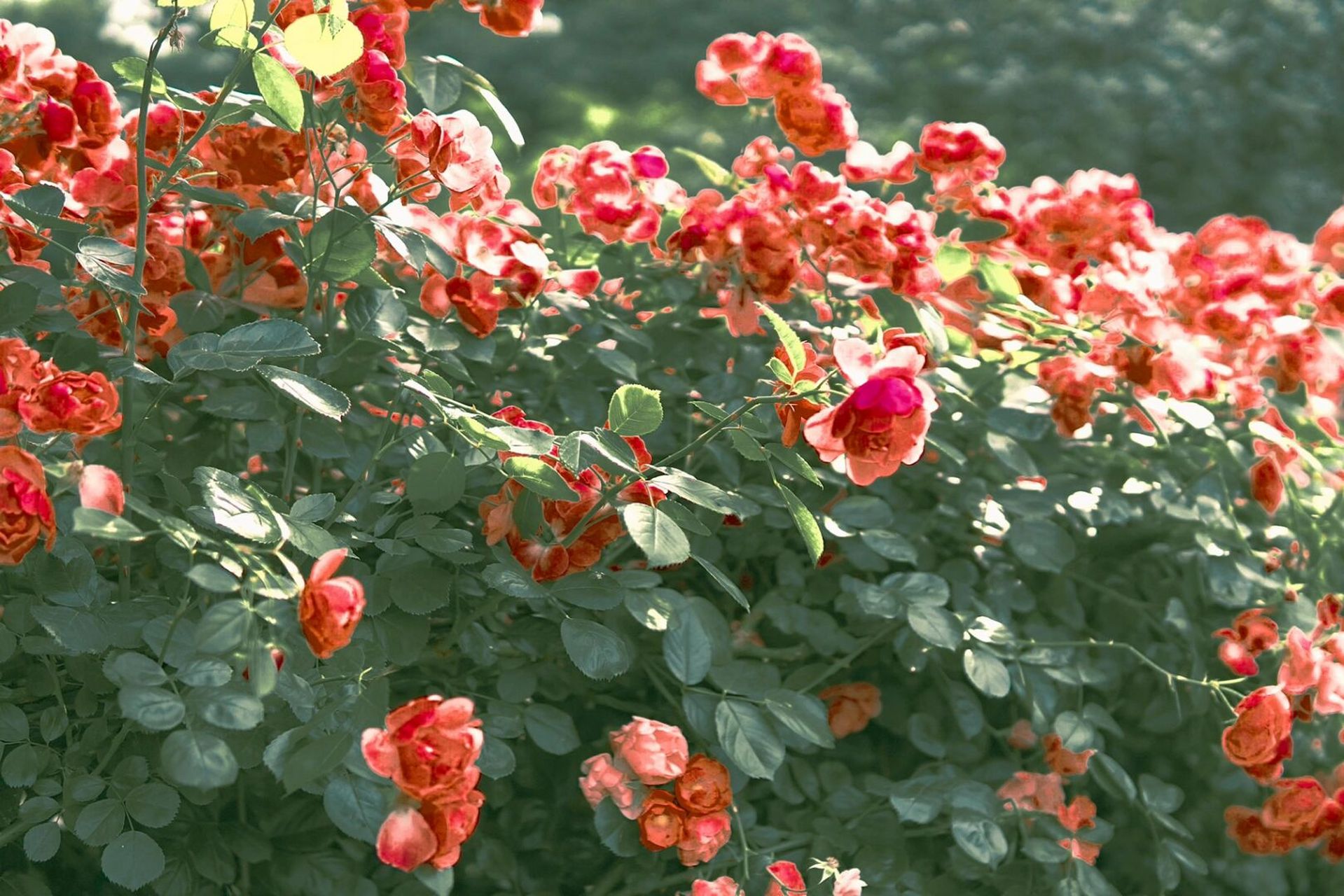 旧图新修 - 7415修图app:黄油相机 7415滤镜:电影i 75