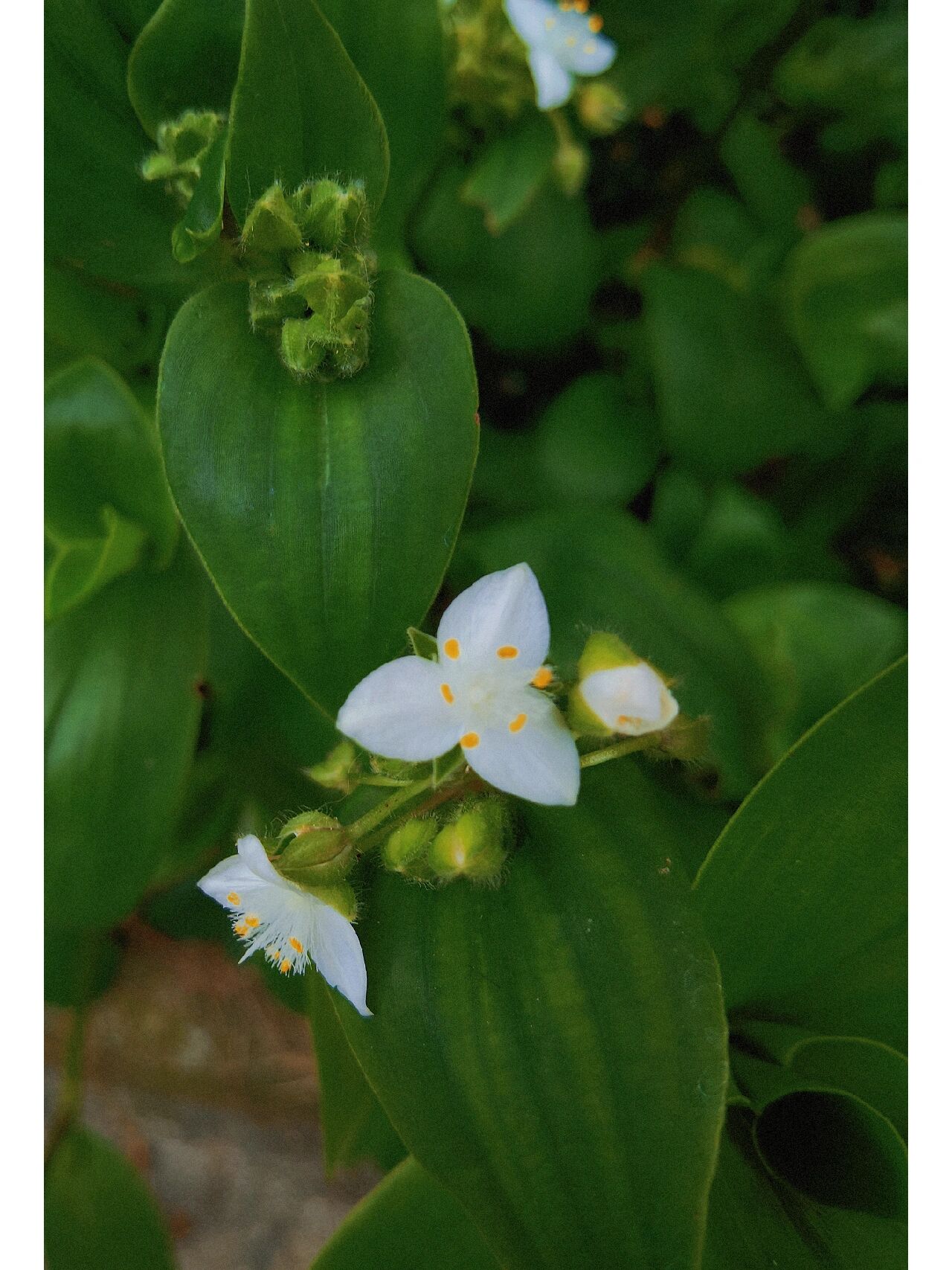 白花紫露草花语图片