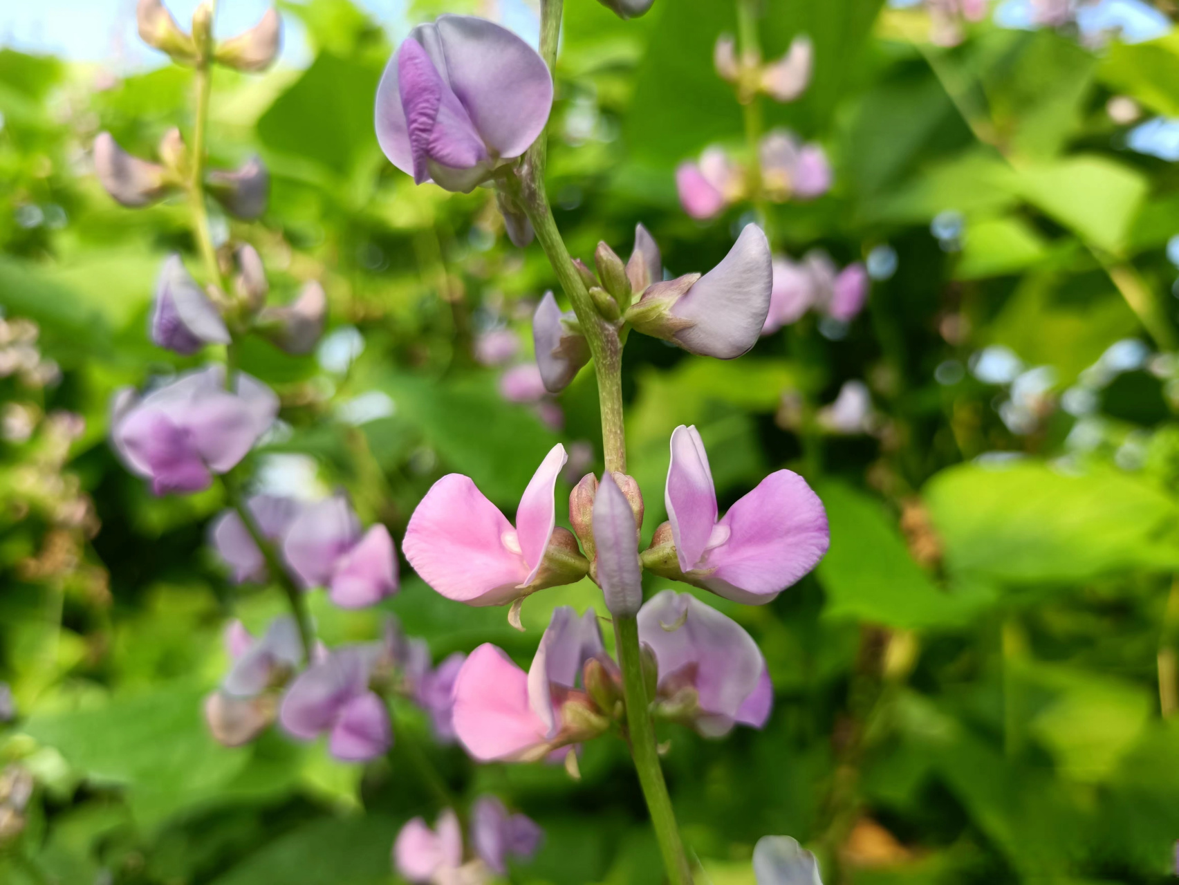 安徽亳州谯城区张店乡:小小梅豆角 花开致富路