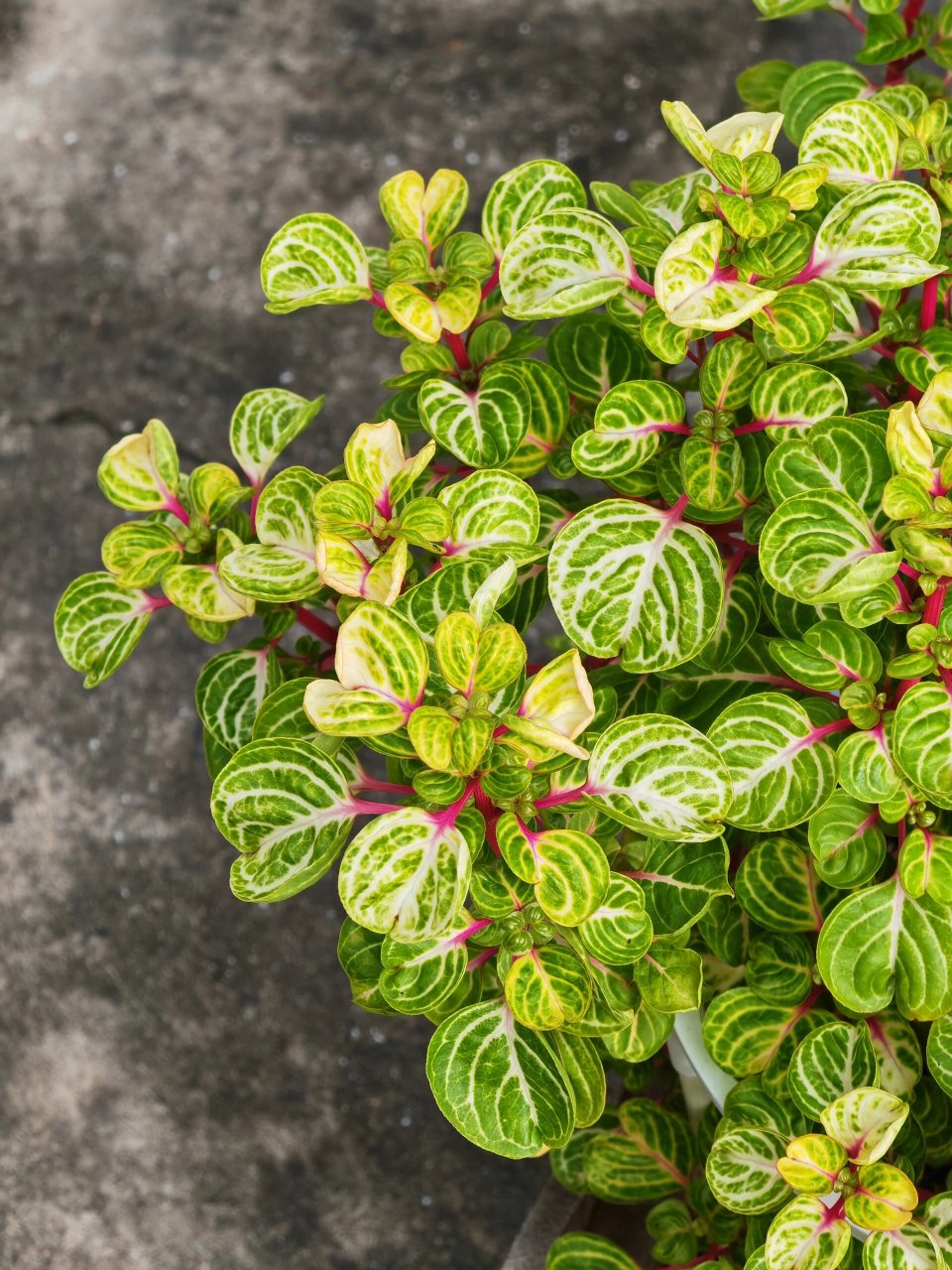 巨好养的钱多多/锦叶血苋 超级无敌巨好养,种在花箱里露天养护,风吹