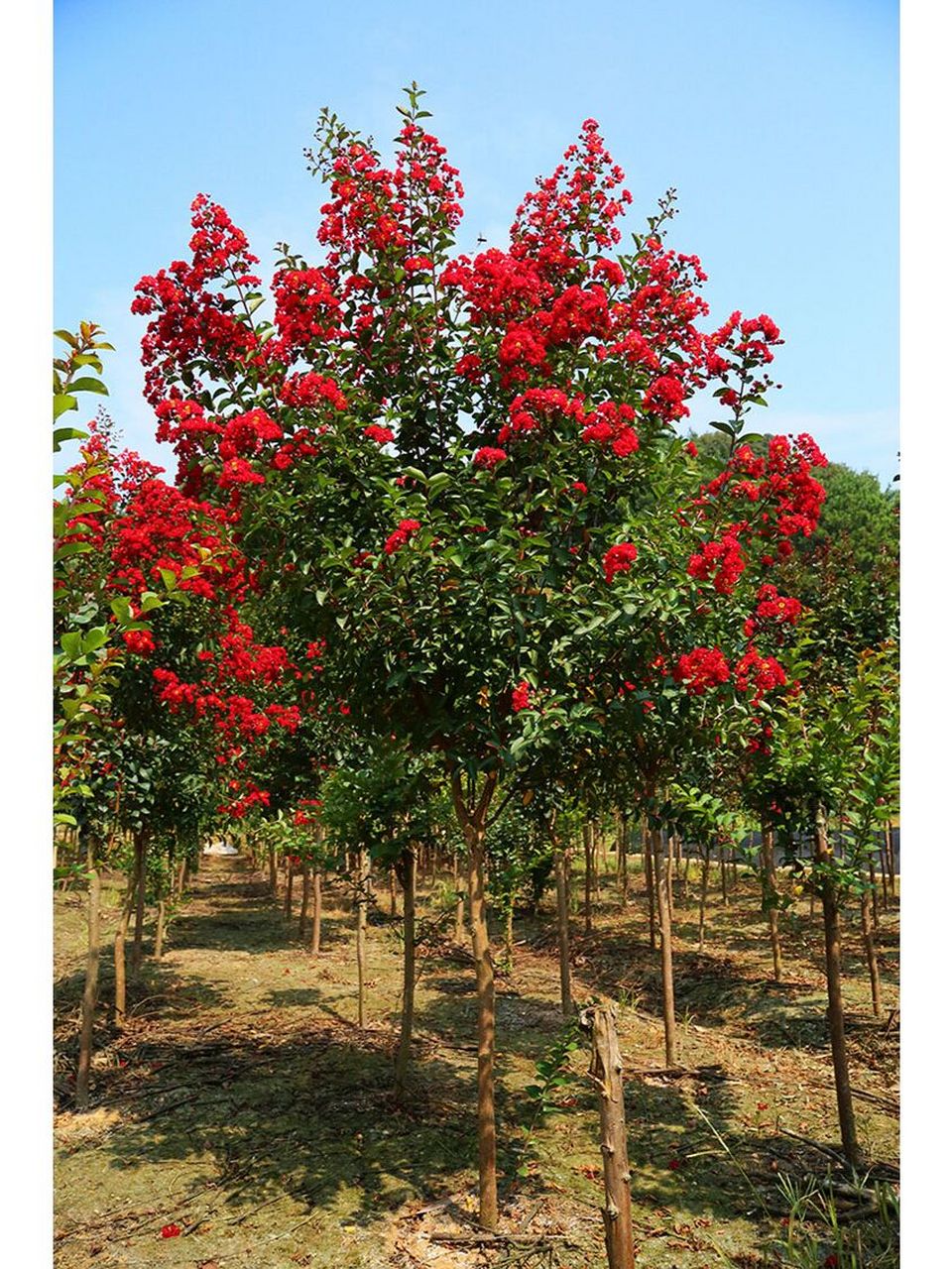 盛夏绿遮眼 紫薇满堂红 谁说花无百日红,紫薇就可以,光看外观她是夏日