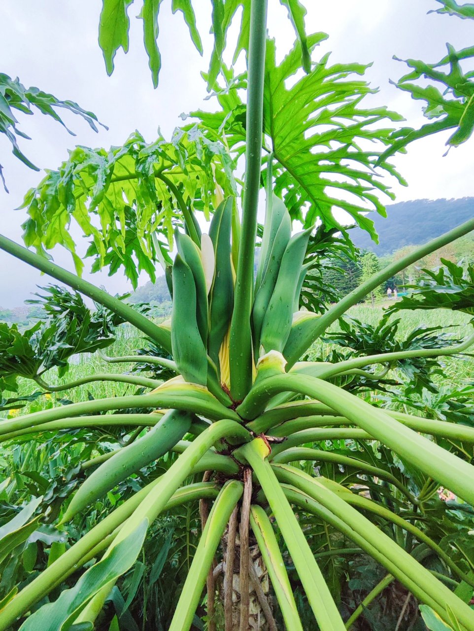 即将开花的龙鳞春羽,给我家小苗学习一下 这是一丛成精的龙鳞春羽,我