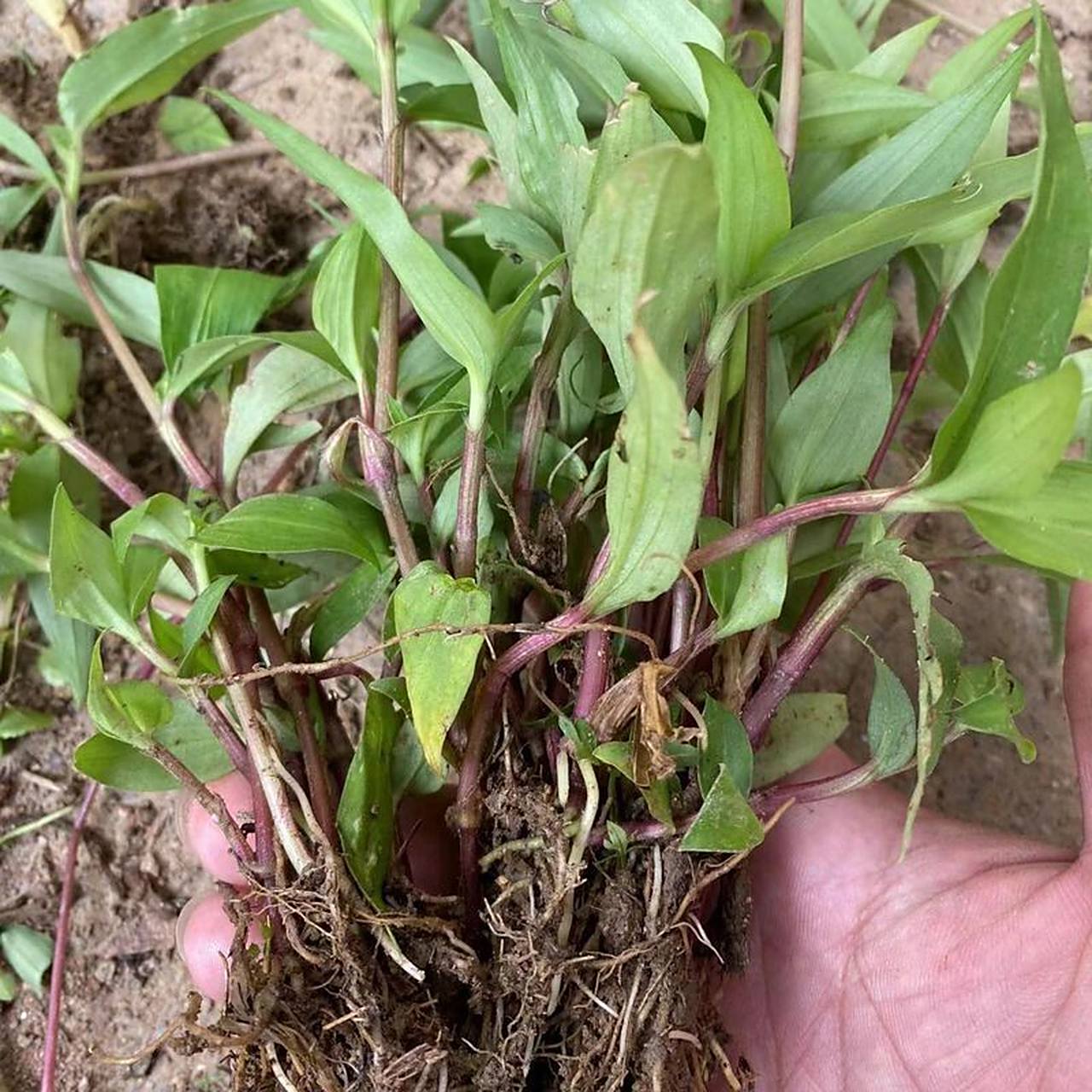 鸭跖草97清热泻火,利水消肿,解毒 鸭跖草 939969♀15功效与