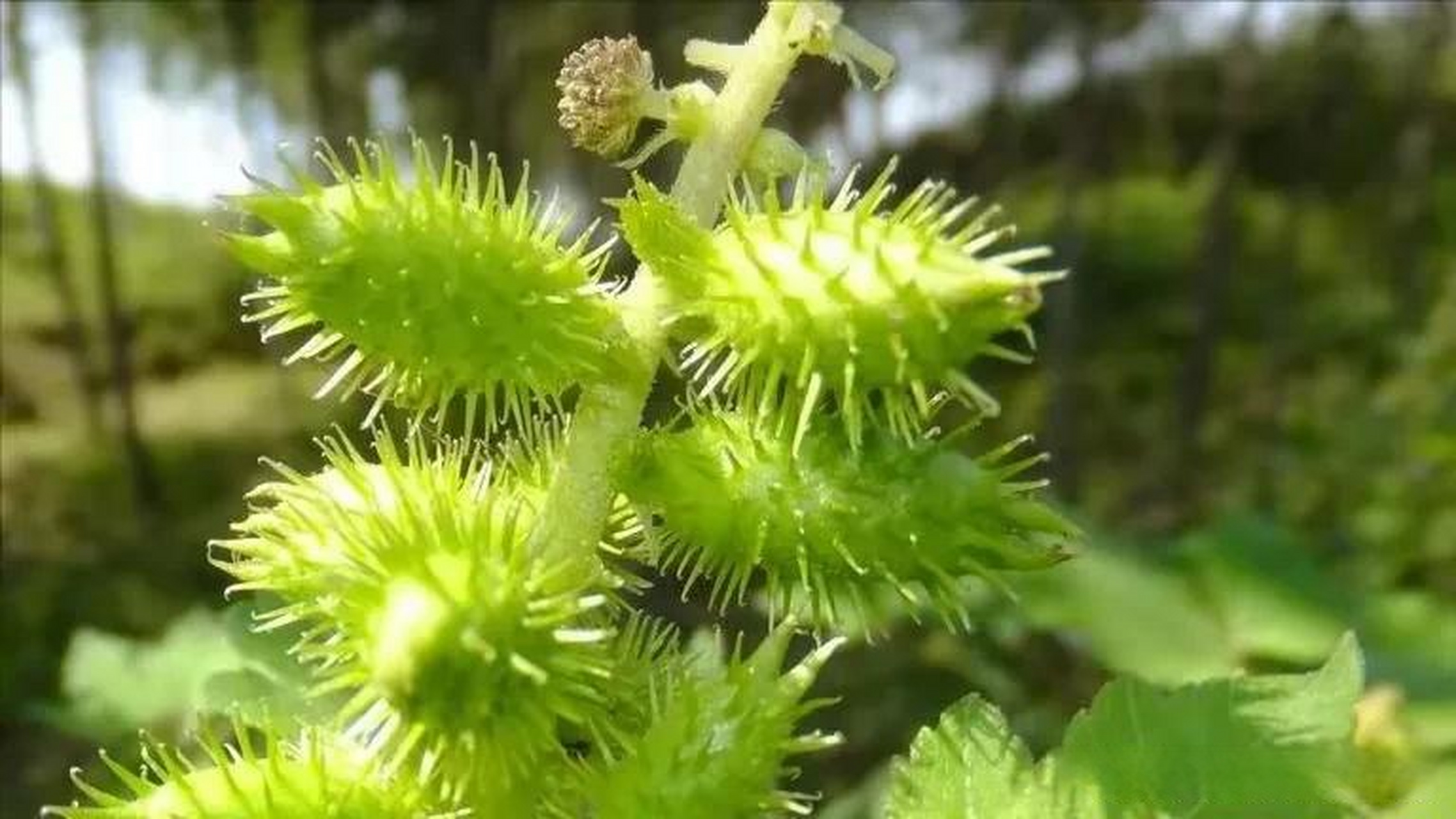 今天下午,找到一种名叫苍耳子草药.这种草药大多数人都非常熟悉!