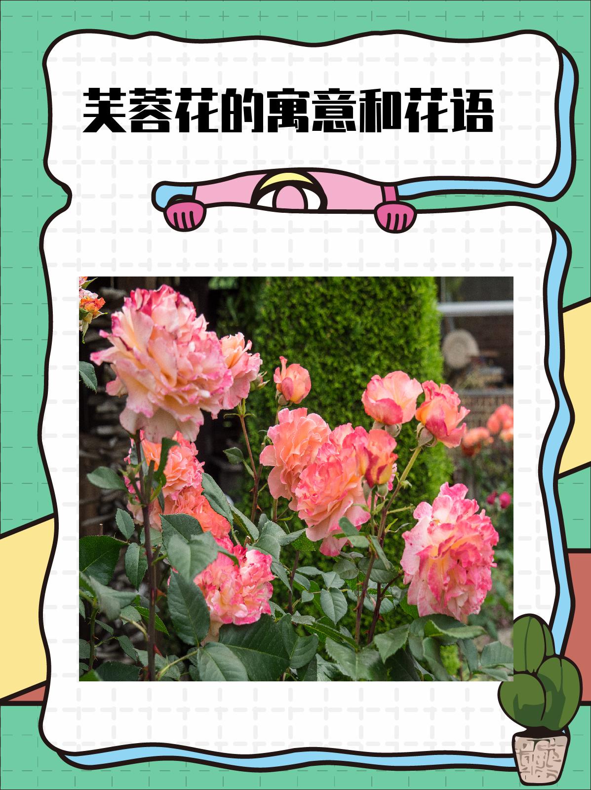 芙蓉花的寓意和花语