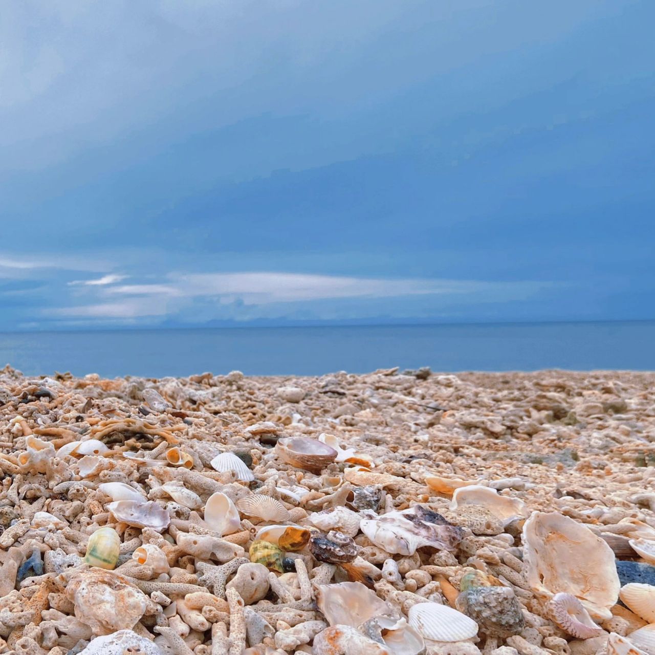 北海 涠洲岛 贝壳沙滩 关于内陆女孩去海边看到贝壳90走不动路这件