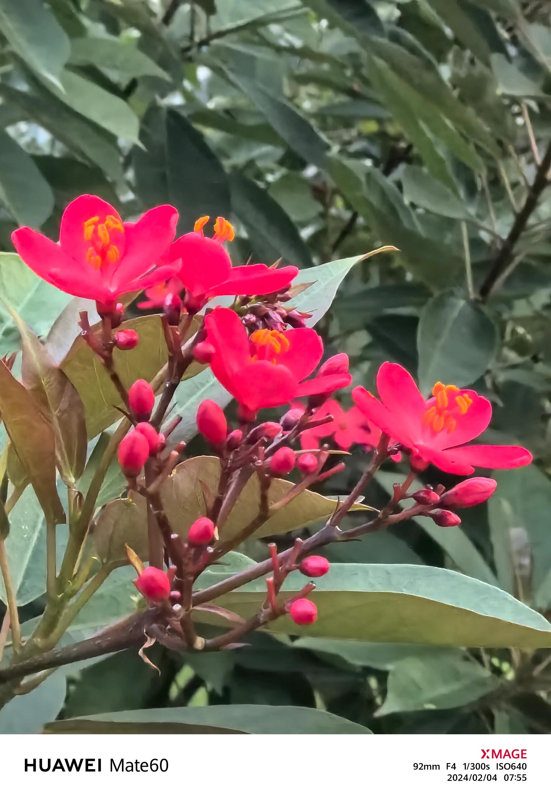 变叶珊瑚花单叶互生,倒阔披针形,叶面为浓绿色,叶背为紫绿色,叶柄具