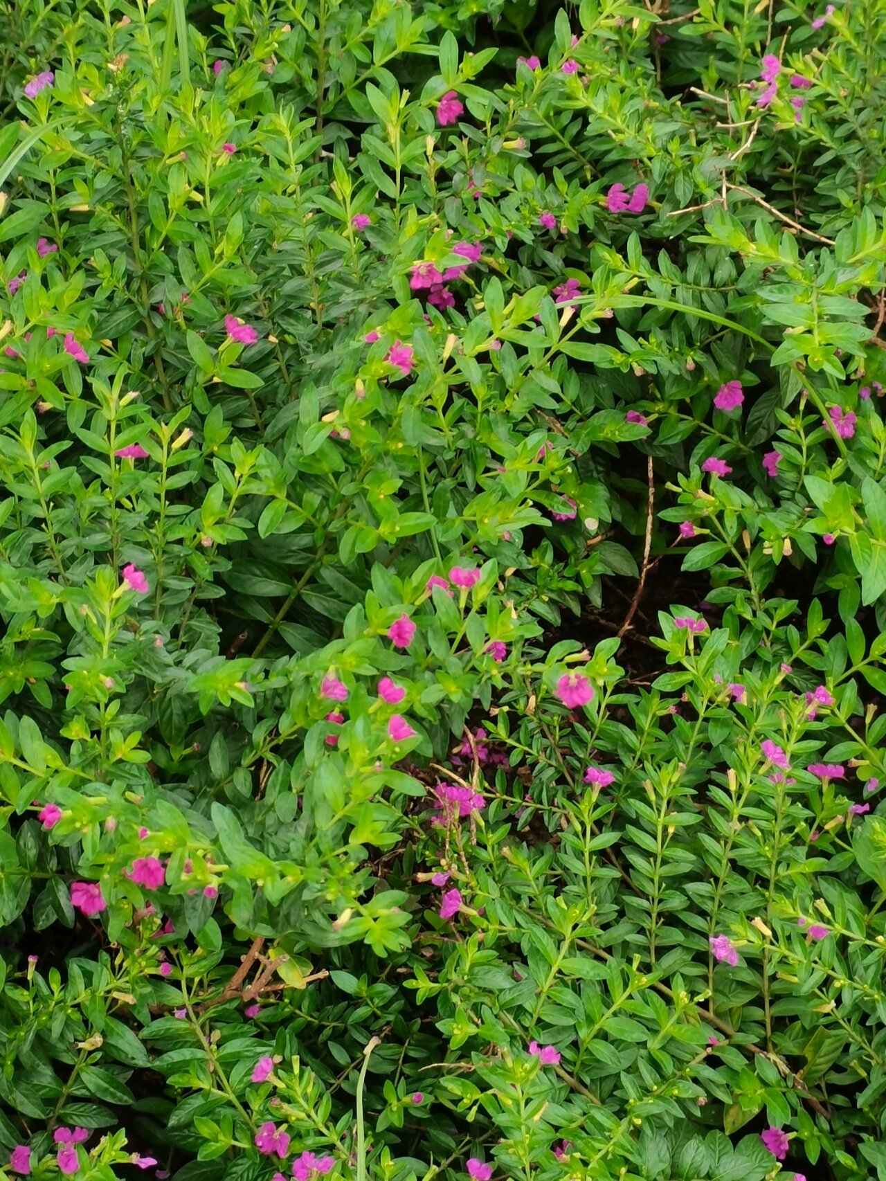 每天遇见一种花——细叶雪茄花