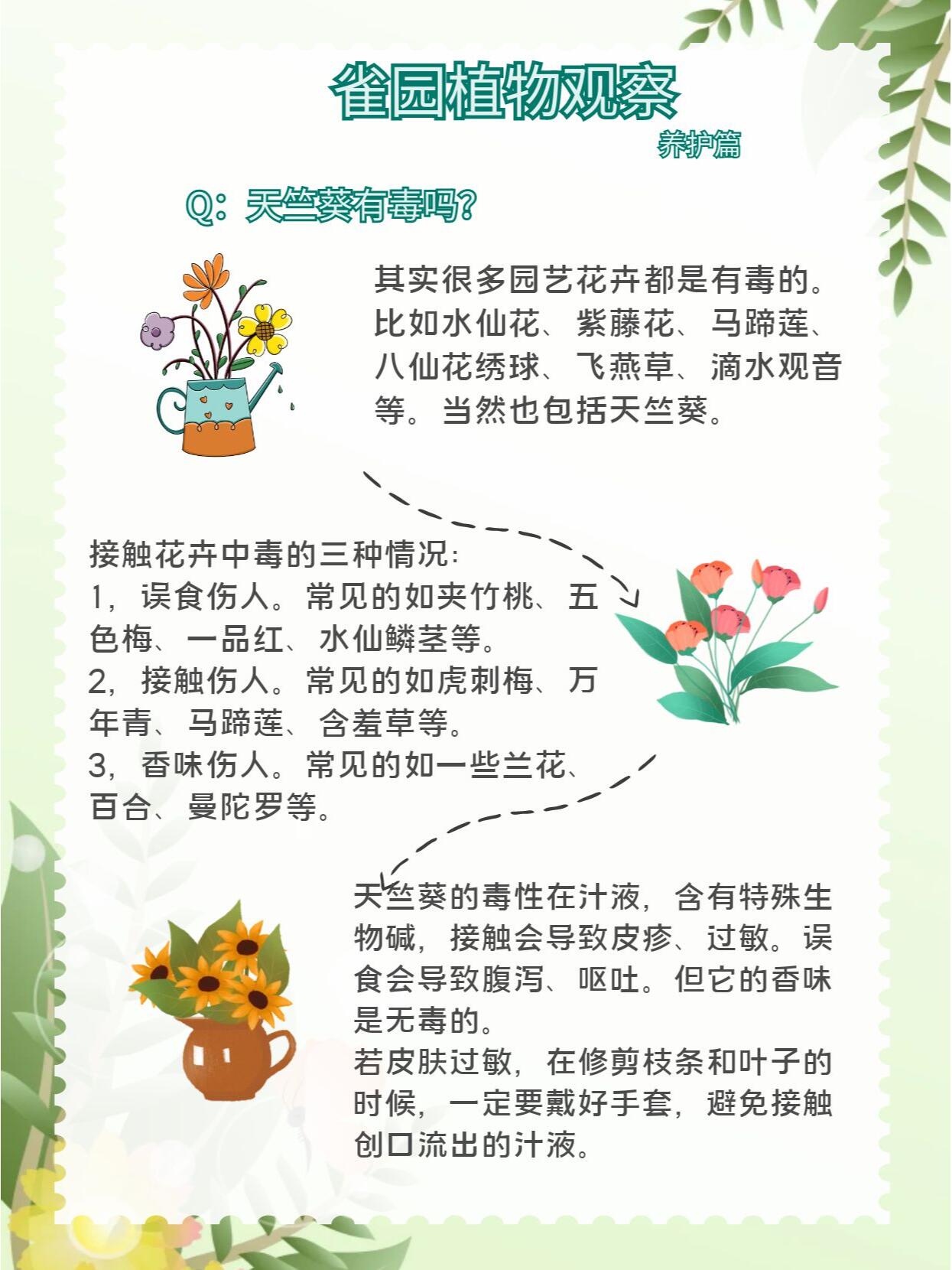 说起这个问题,其实很多园艺花卉都或多或少有一些毒性,比如近年来