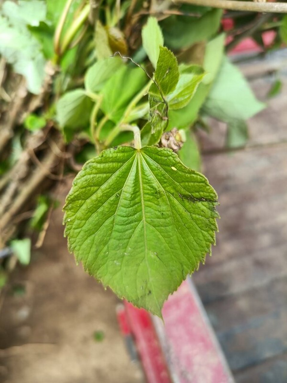 一亩桐子树的利润	山桐子有哪些风险 山桐子树图片	山桐子树 山桐子油