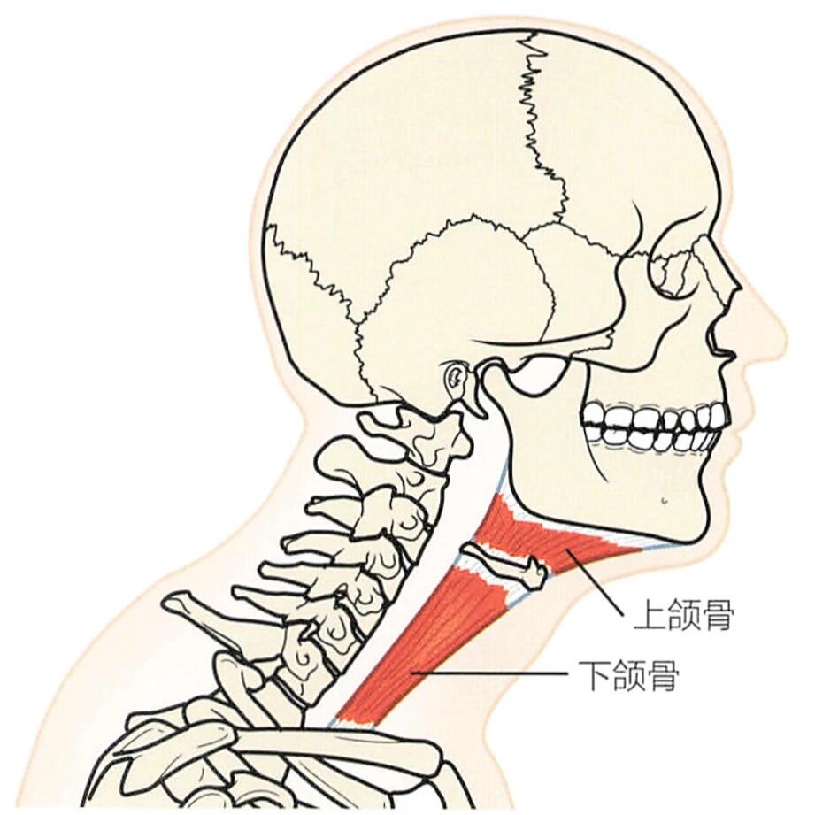 颈部曲度消失的原因及简单的恢复训练 	 如图2,从侧面看,颈部与生俱来