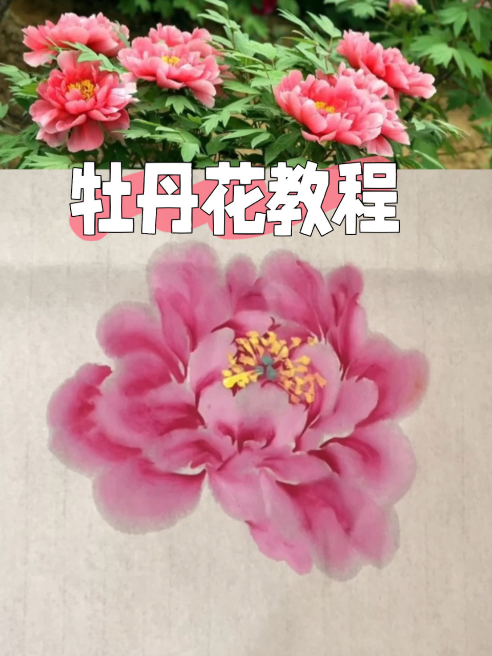 国画牡丹花的画法步骤