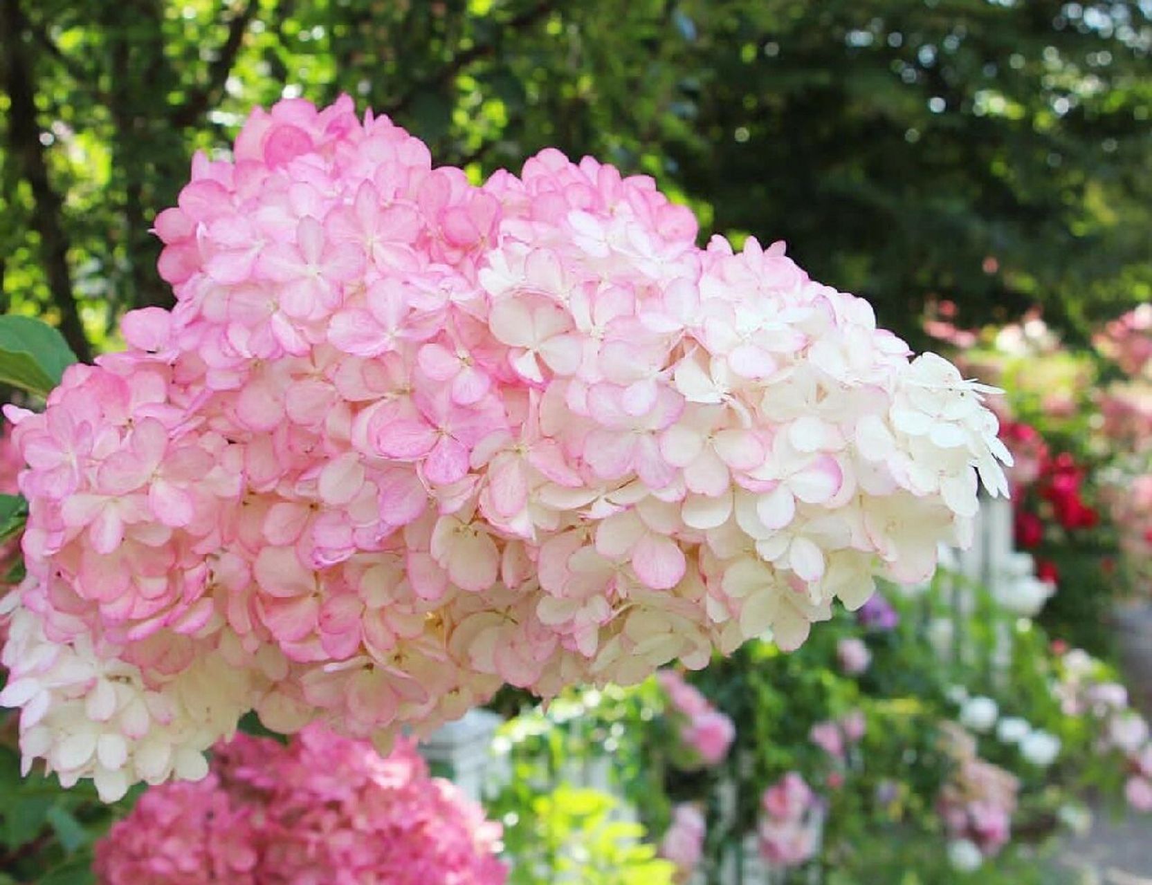 圆锥绣球"香草草莓""石灰灯",最值得养 圆锥绣球"香草草莓""石灰灯"