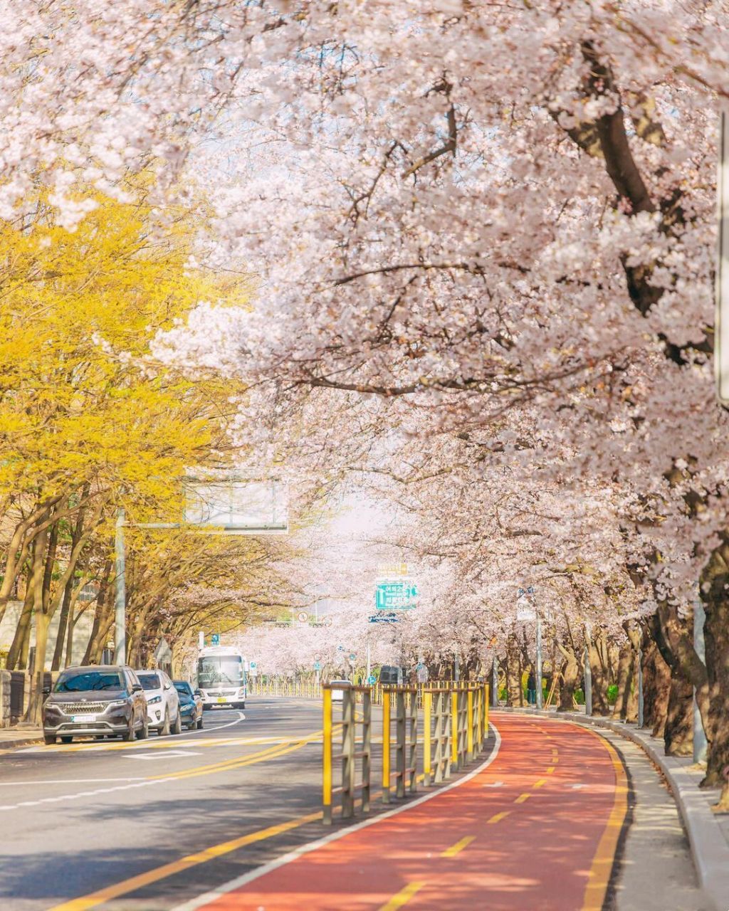 汝夷岛樱花庆典94 期待万分的 2023首尔汝夷岛樱花庆典终于要来啦