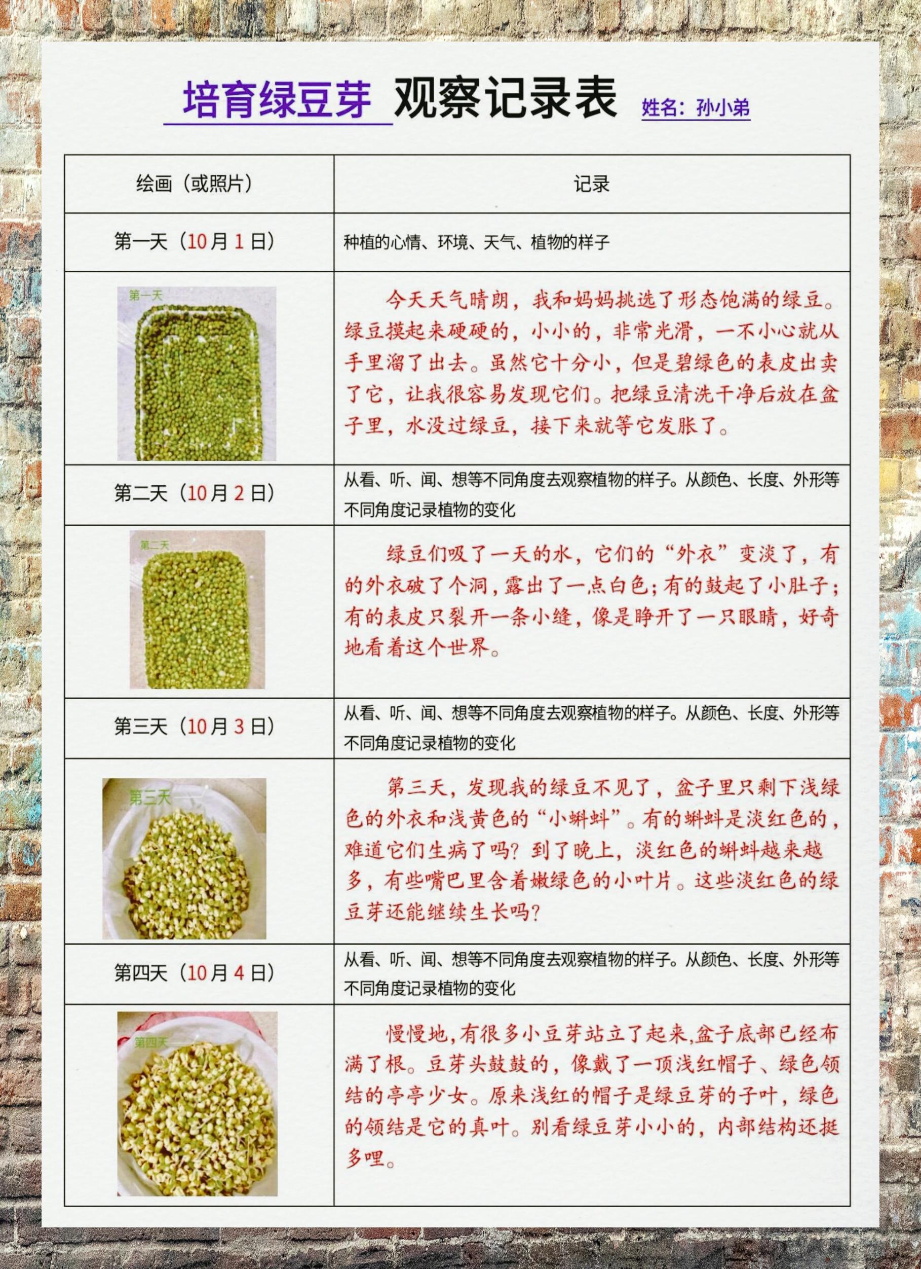 绿豆记录表(文图)图片