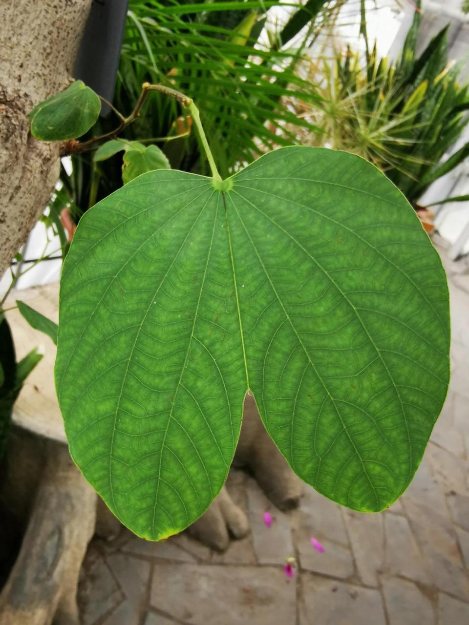 南方常见植物 | 羊蹄甲 羊蹄甲跟紫荆一样,属于豆科.