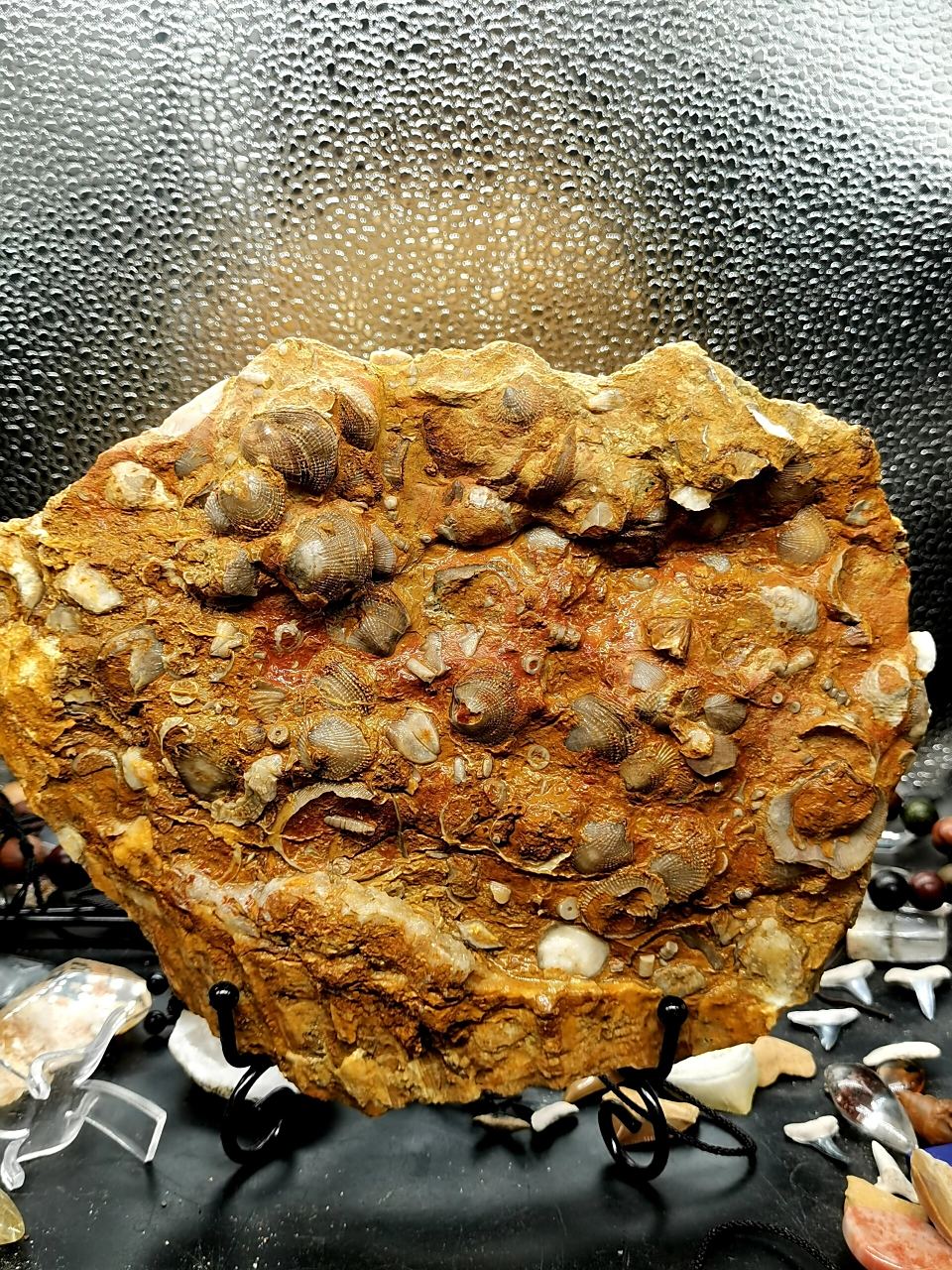 古生物化石 大群板玉化无洞贝 78 超大块大摆件 非常不错 有轻微色差