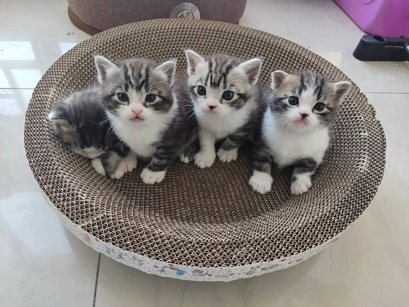 虎斑和蓝白生的宝宝是这样滴