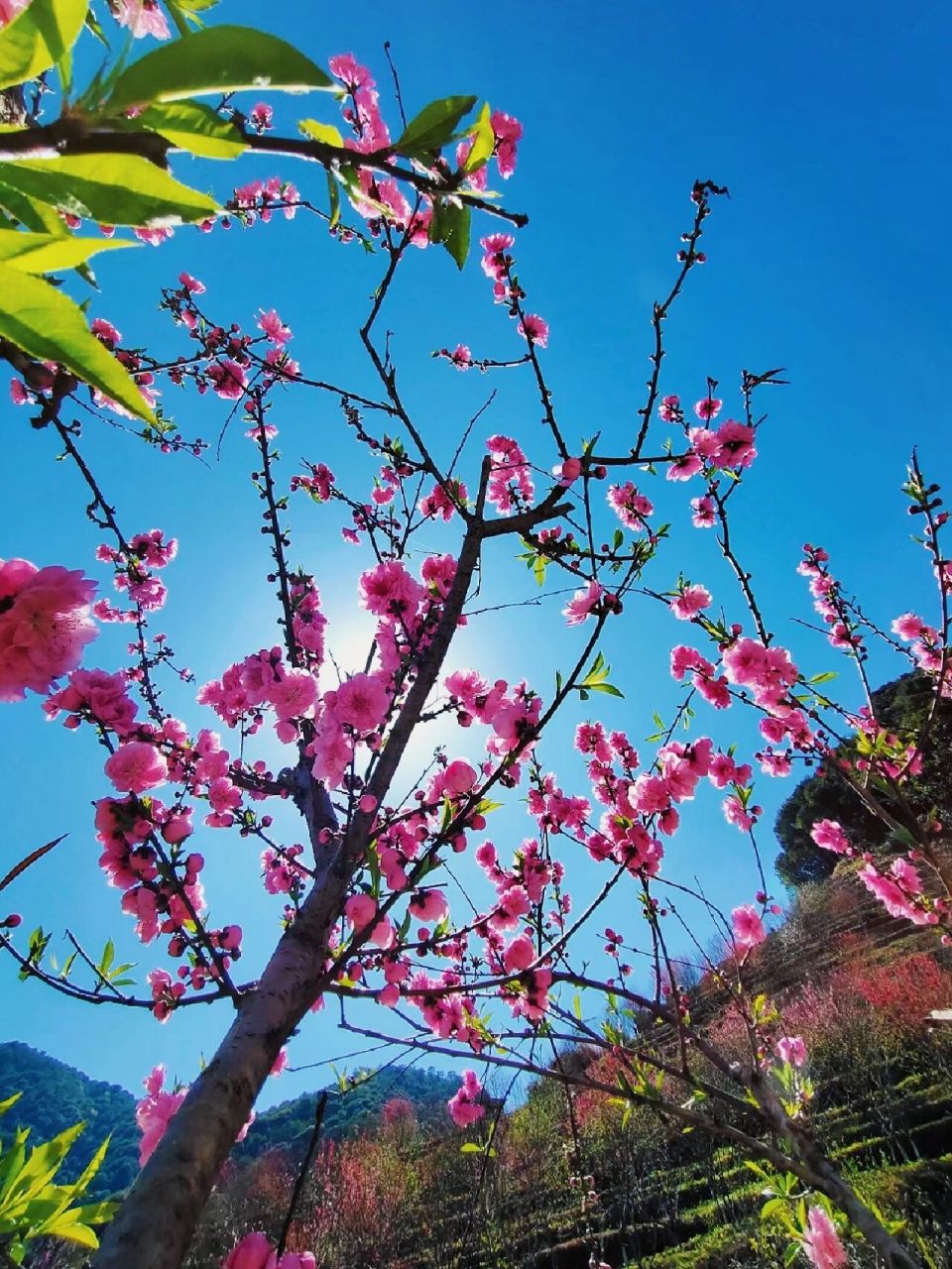 招桃花的桃花谷94桃花盛开的时间来了 永春北溪的桃花谷,一年一度