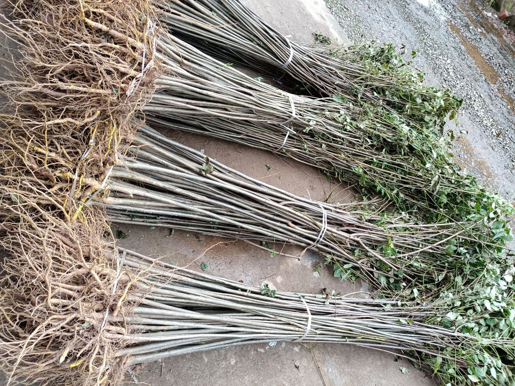 2cm的黄柏苗基地 黄柏树苗批发 2022黄柏树 黄柏对肾毒性大	黄柏种子