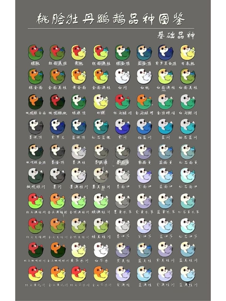 爱情鸟-牡丹鹦鹉|品种图鉴教你怎么选    牡丹鹦鹉也称为爱情鸟,属于