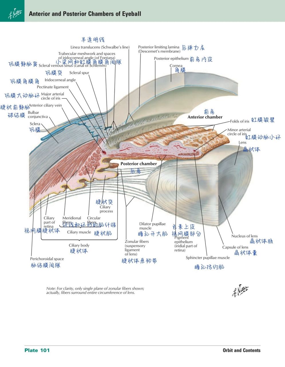 眼科学|01|眼球的解剖结构图和思维导图 昨天刚学完眼科学,今天眼角就